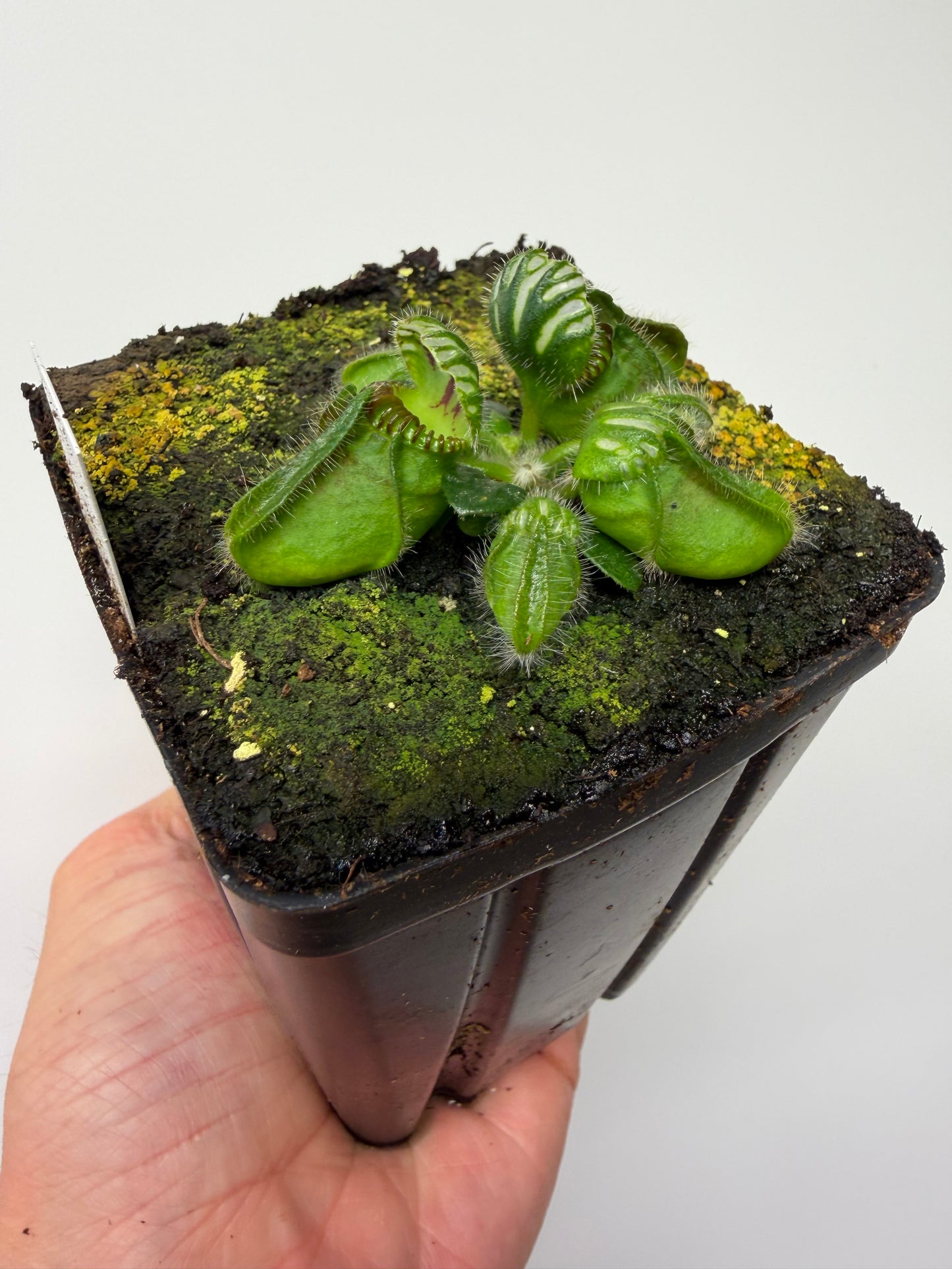 Cephalotus follicularis “Emu Pointe”