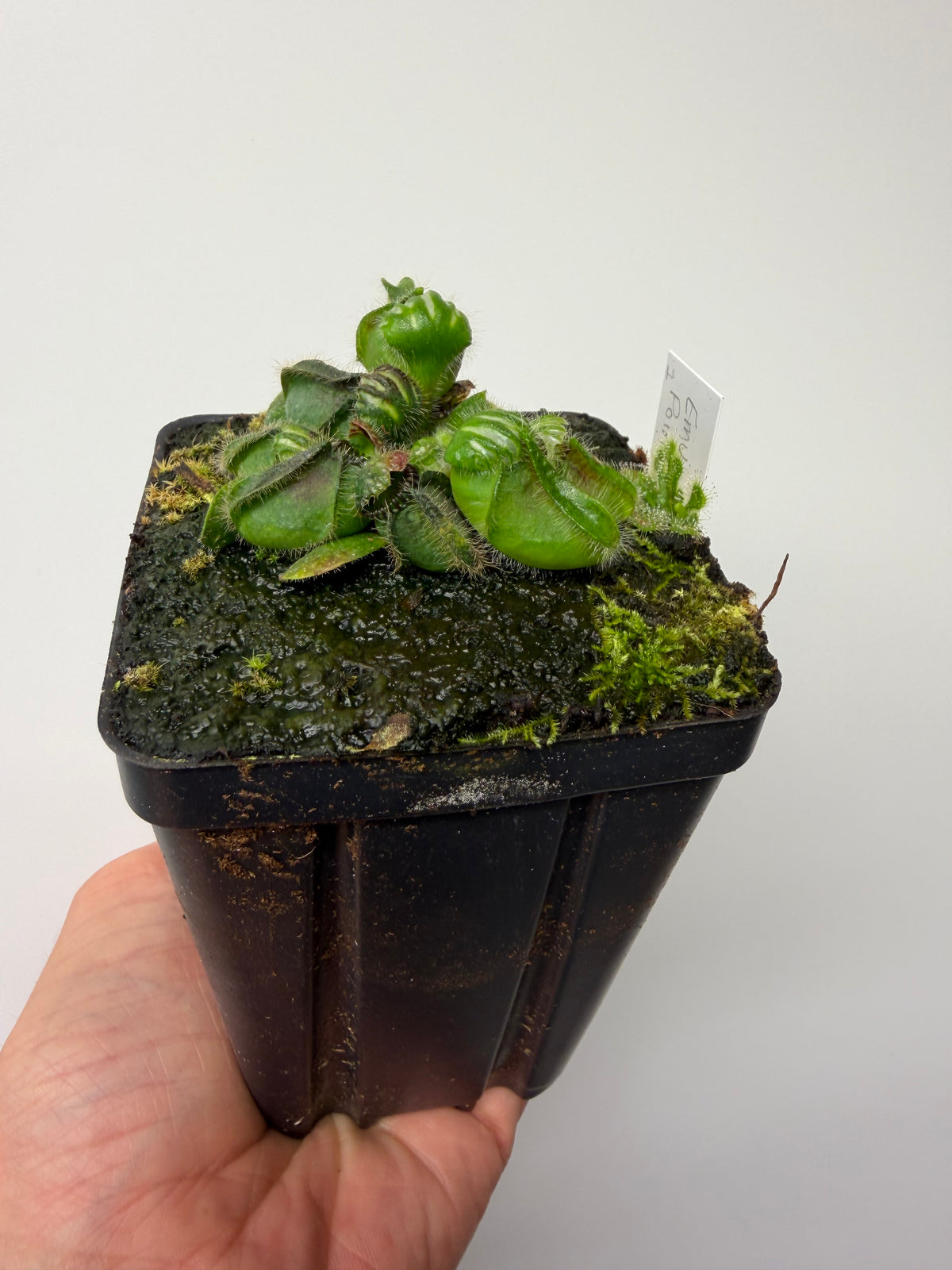 Cephalotus follicularis “Emu Pointe” #1
