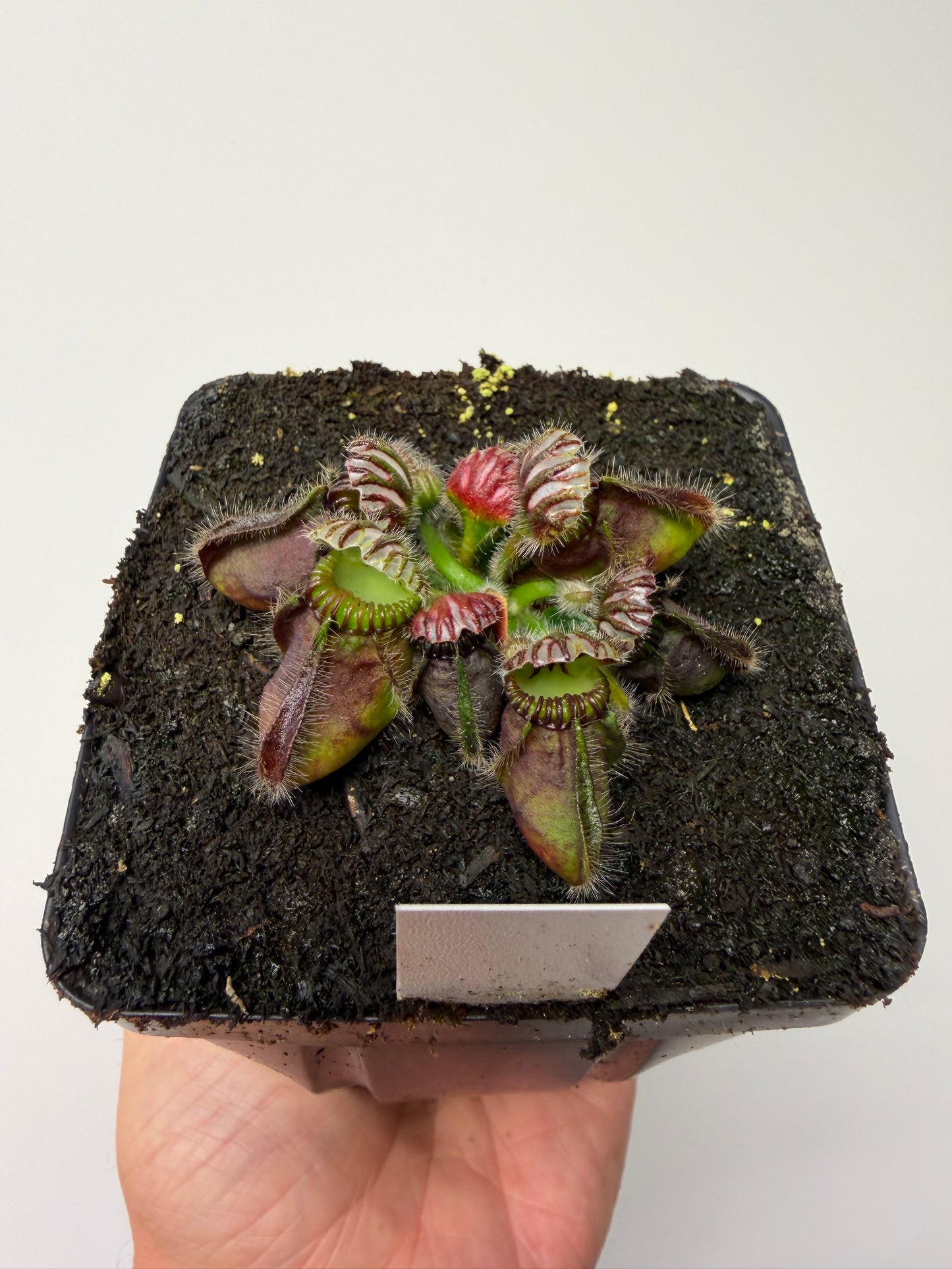 Cephalotus follicularis “Hampshire Red”