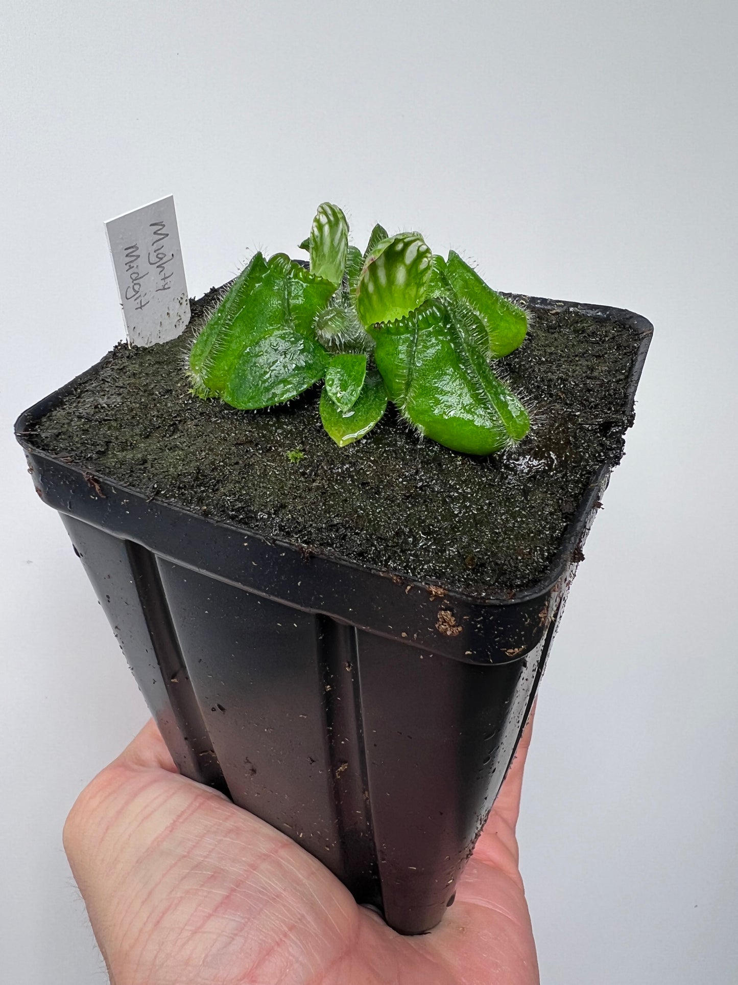 Cephalotus follicularis “Mighty Midget” - *Rare*