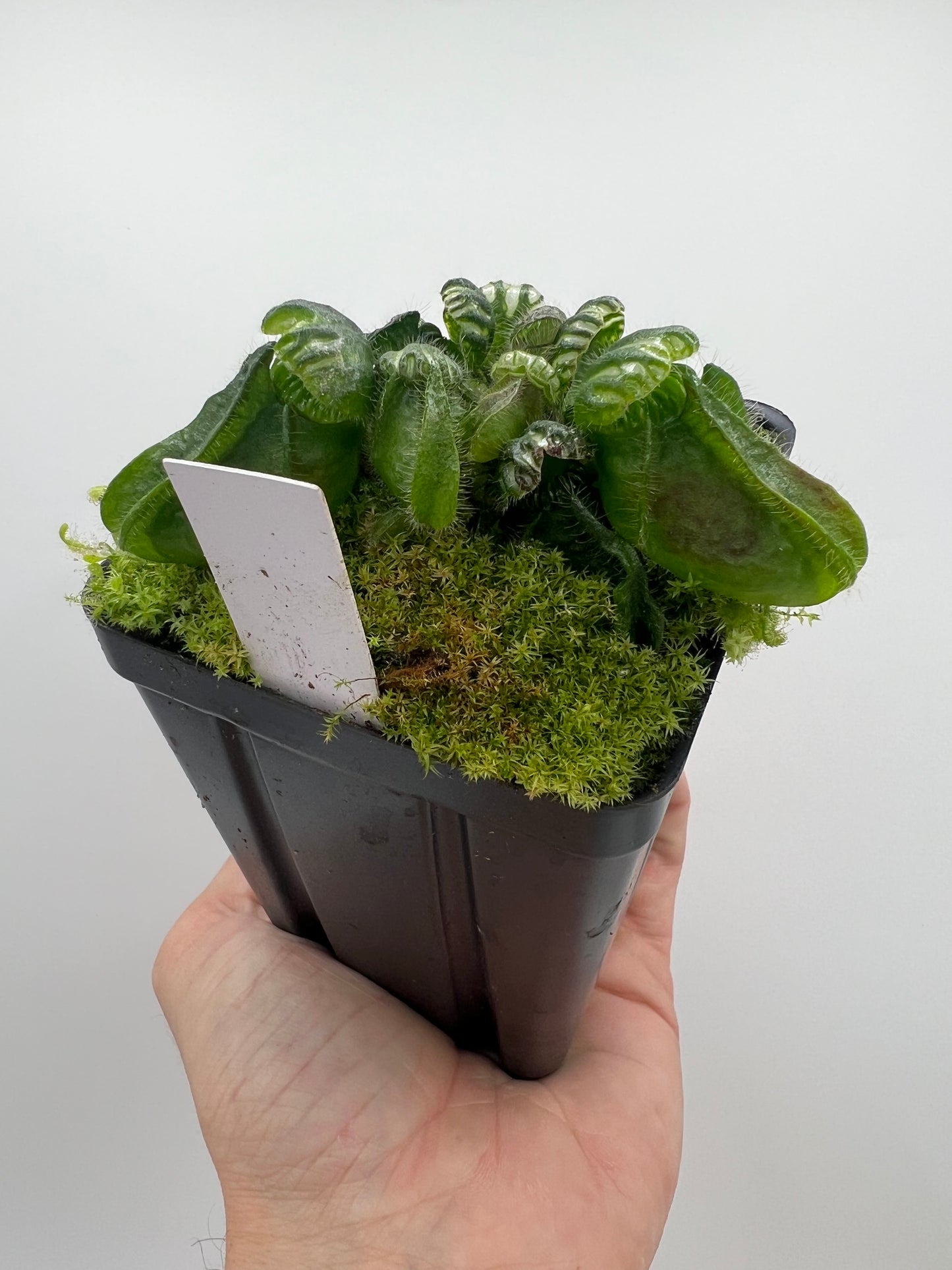 Cephalotus follicularis “Phil Mann” x “Hummers Giant”