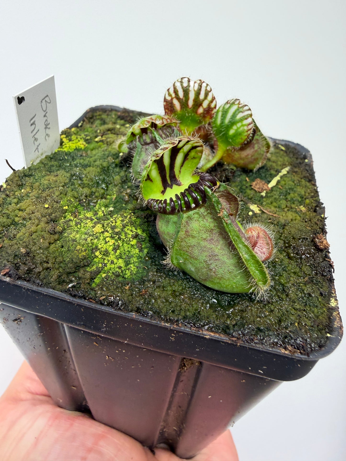 Cephalotus follicularis “Broke Inlet” (5)