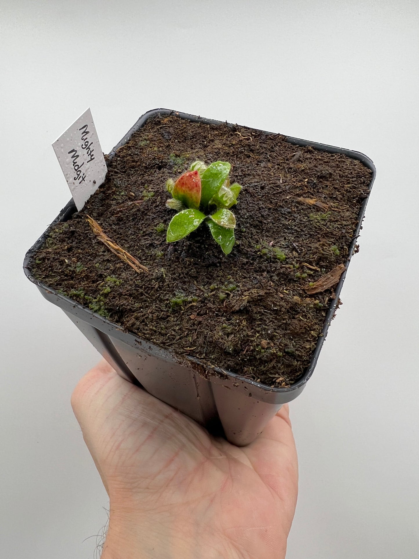 Cephalotus follicularis “Mighty Midget” - *Rare*