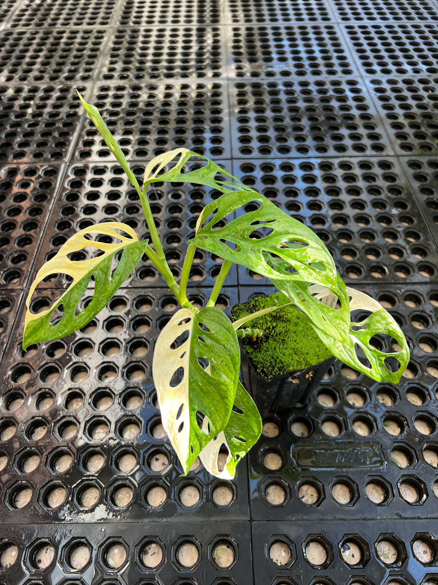 Monstera adansonii “Tricolor” LC