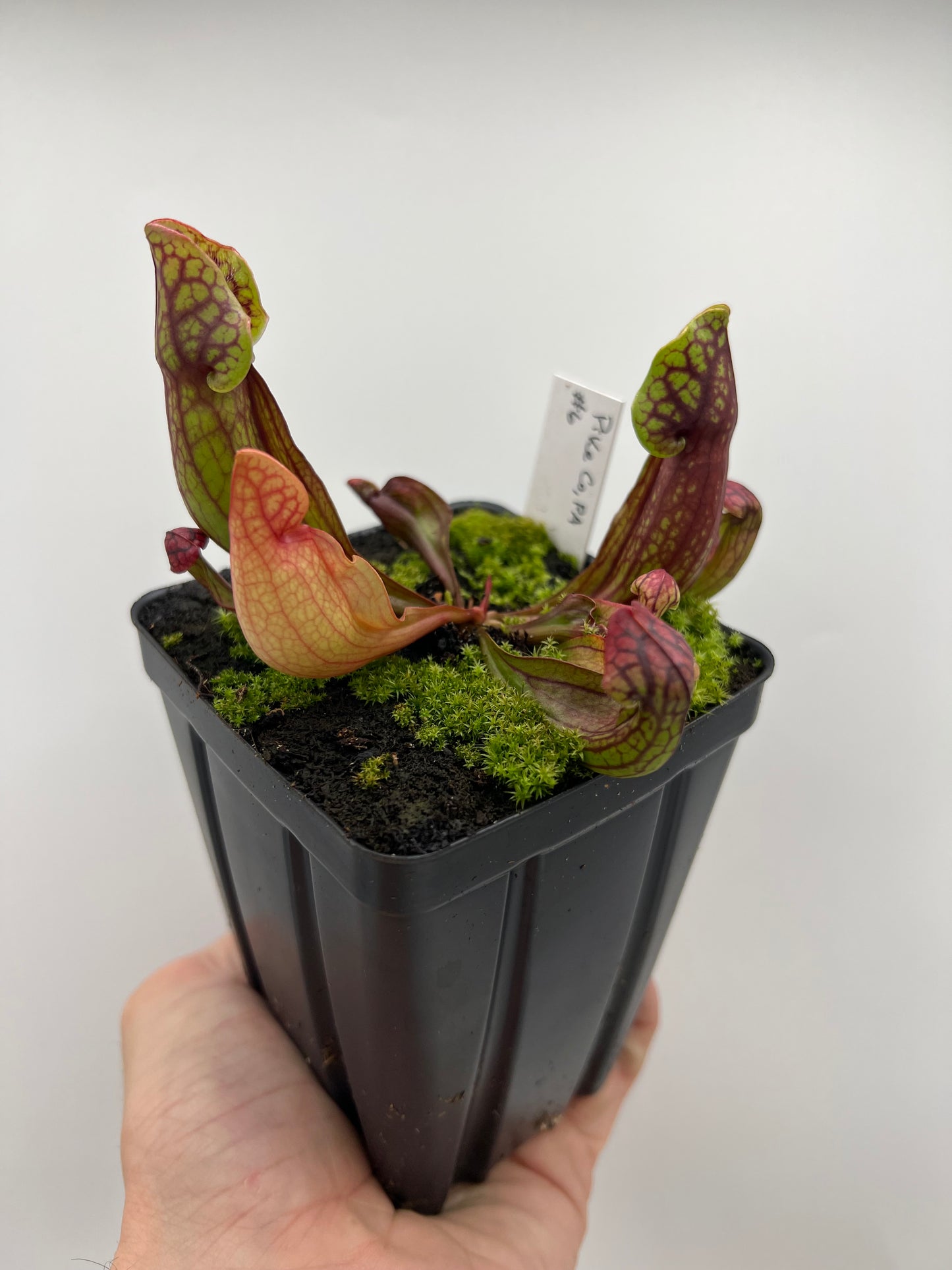 Sarracenia purpurea ssp. purpurea (Pike County, PA) - *Rare* - Seed Grown #6