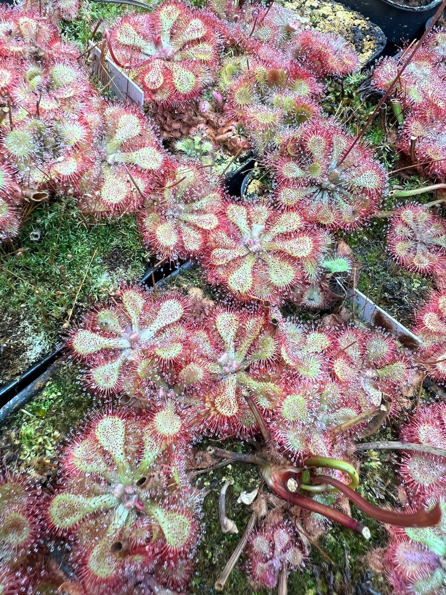 Drosera (sundew) - (x1) Assorted