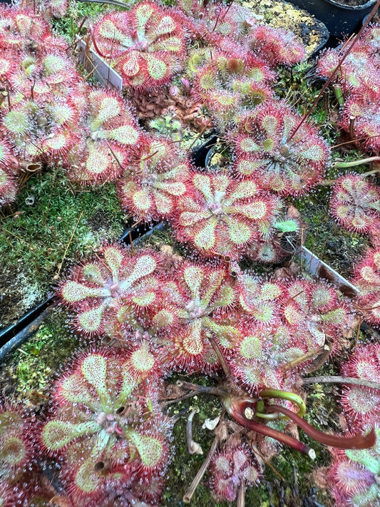 Drosera (sundew) - (x1) Assorted