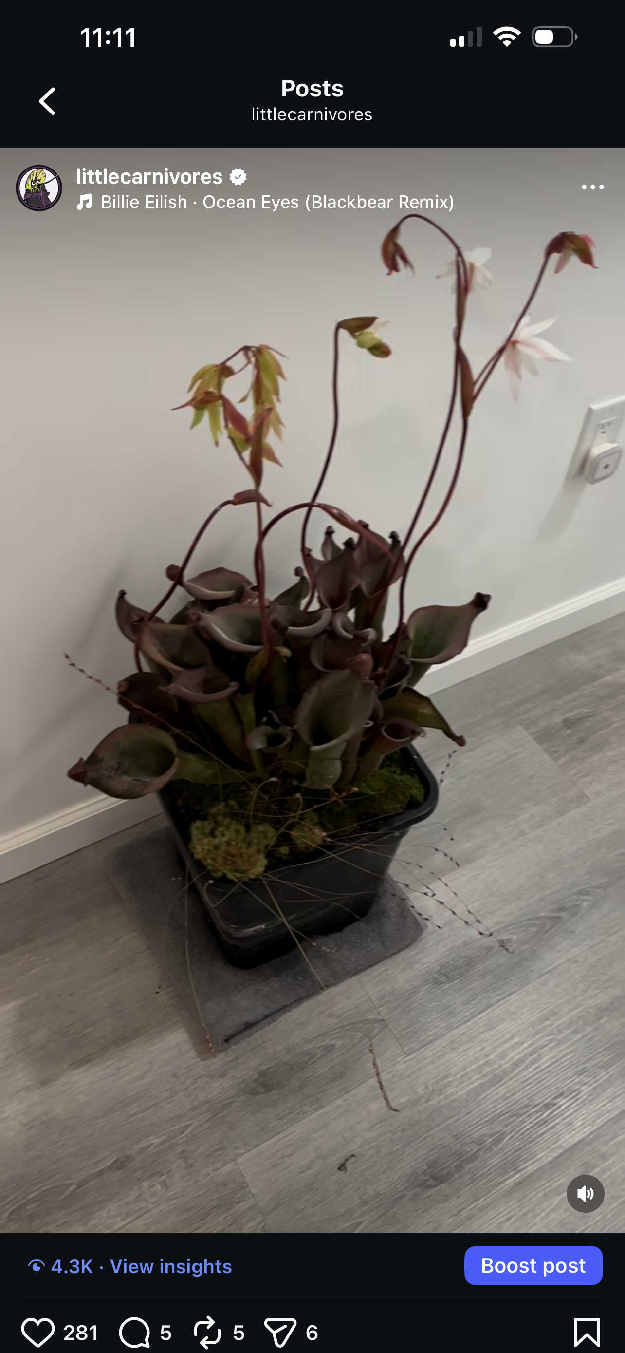 Heliamphora Nutans Giant x (tatei x folliculata) 8.14.19 LC1 - Fresh Division