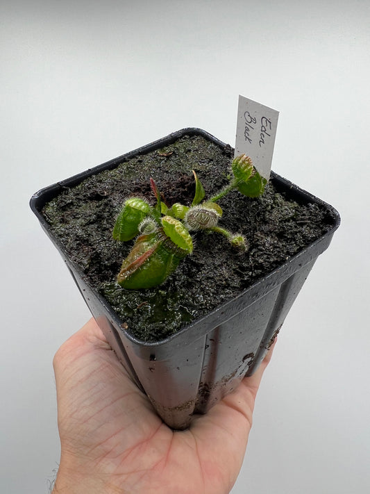 Cephalotus follicularis ‘Eden Black’ - *Rare* - [Large Division]