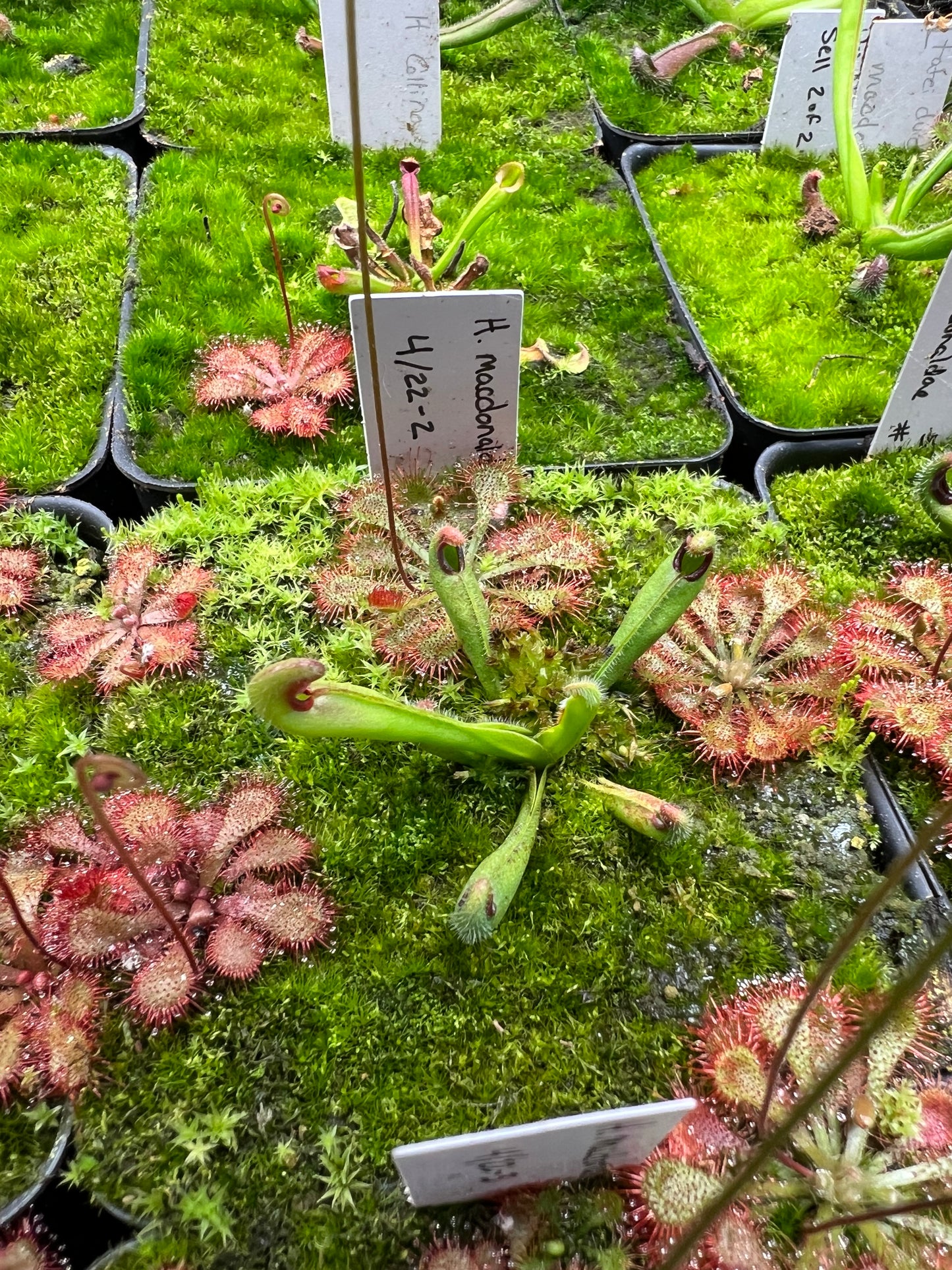 Heliamphora macdonaldae - Seed Grown #2