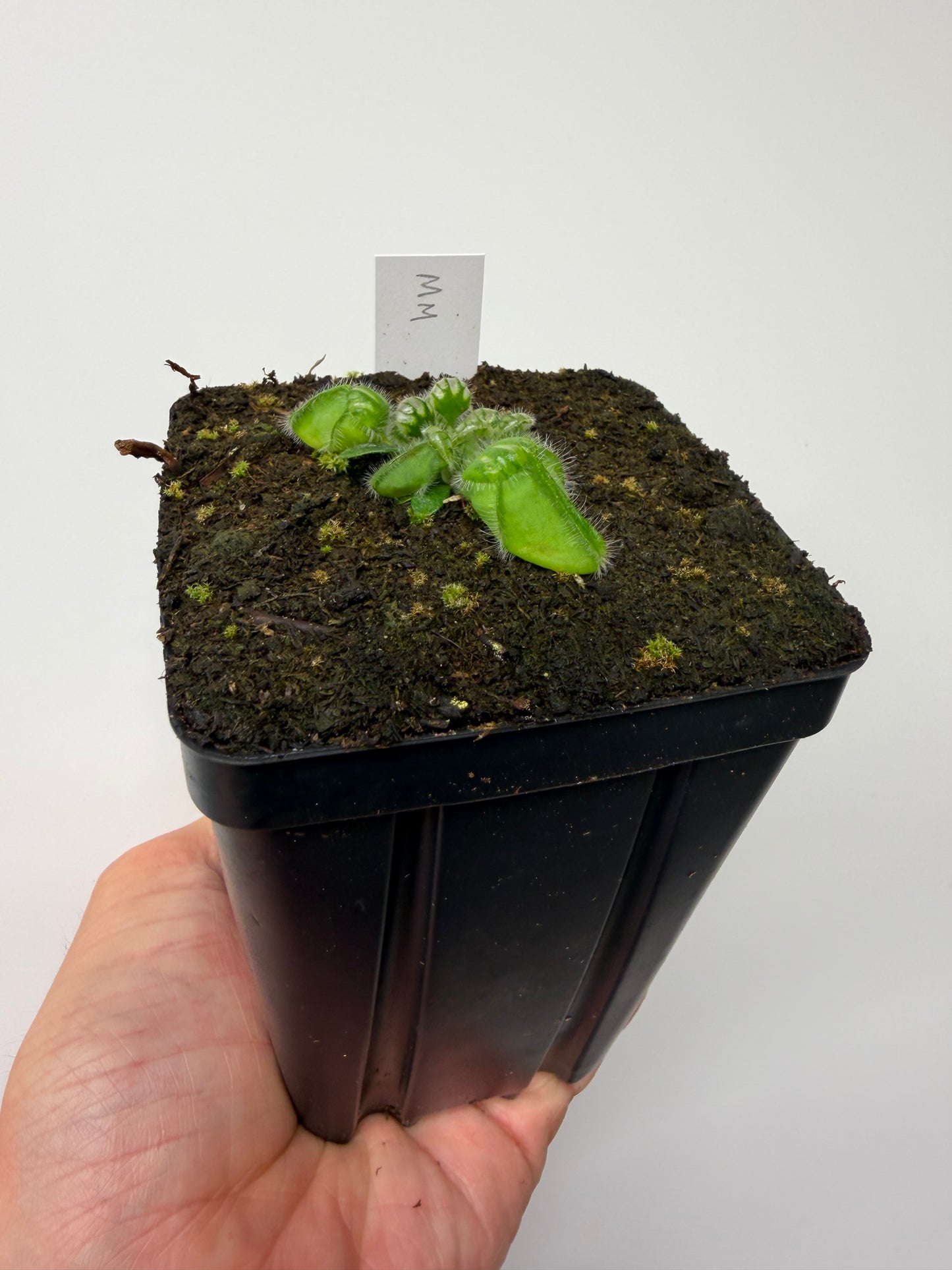 Cephalotus follicularis “Mighty Midget” - *Rare* (9)
