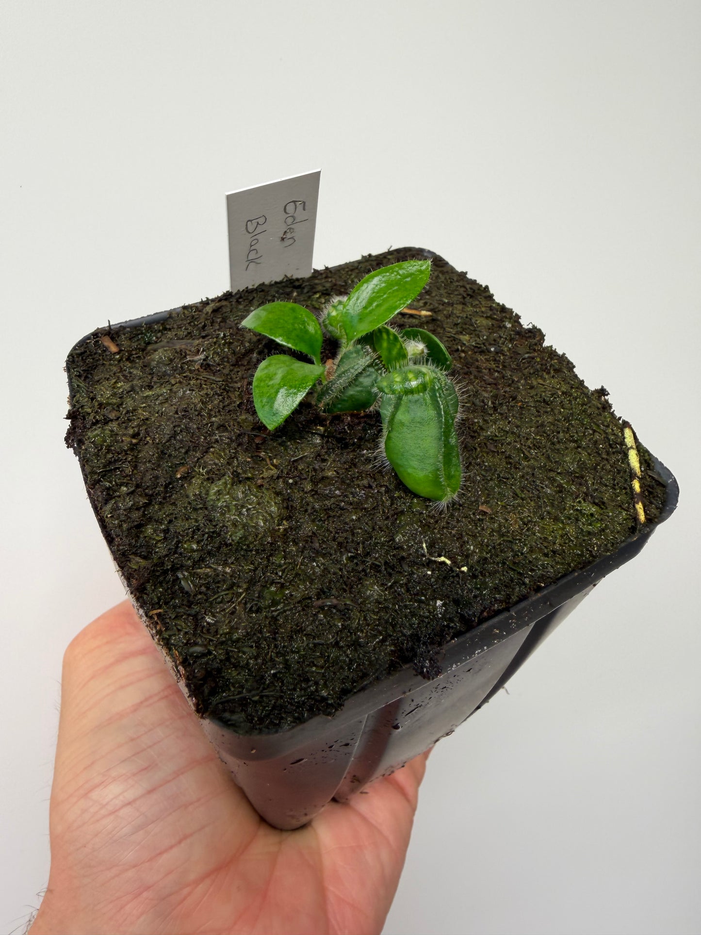 Cephalotus follicularis ‘Eden Black’ - *Rare* (7)