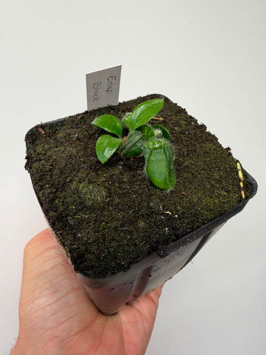 Cephalotus follicularis ‘Eden Black’ - *Rare* (7)
