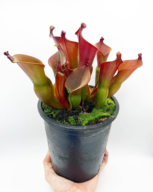Heliamphora heterodoxa x ionasi - Potted, 1 Gallon