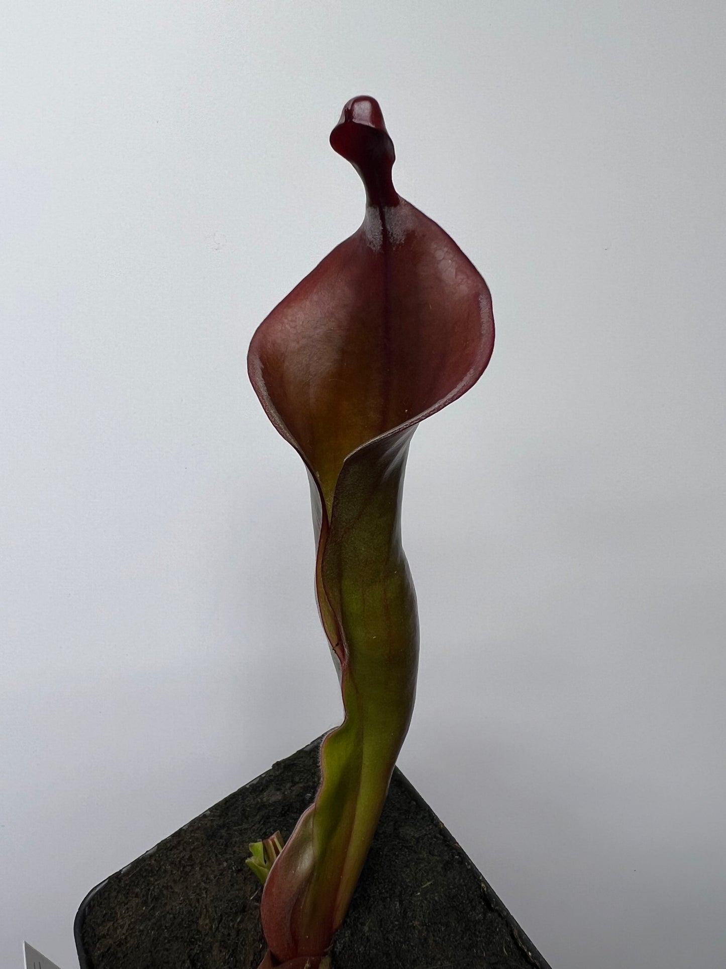 Heliamphora x “Tequila”