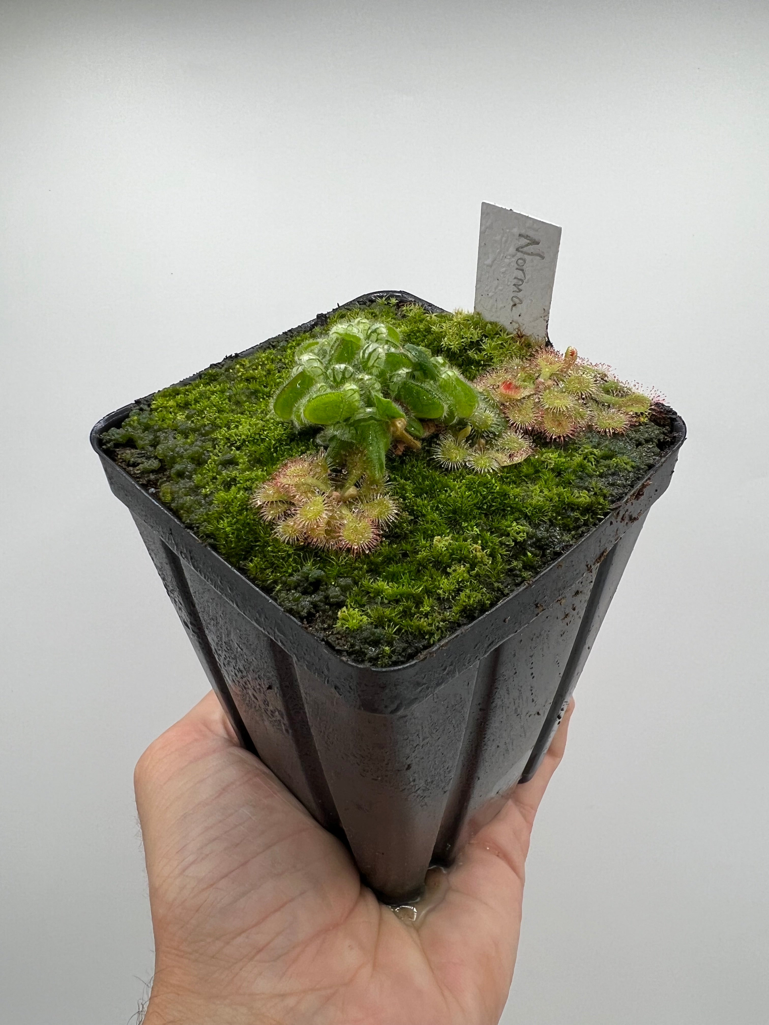 Cephalotus follicularis “Norma” – Little Carnivores
