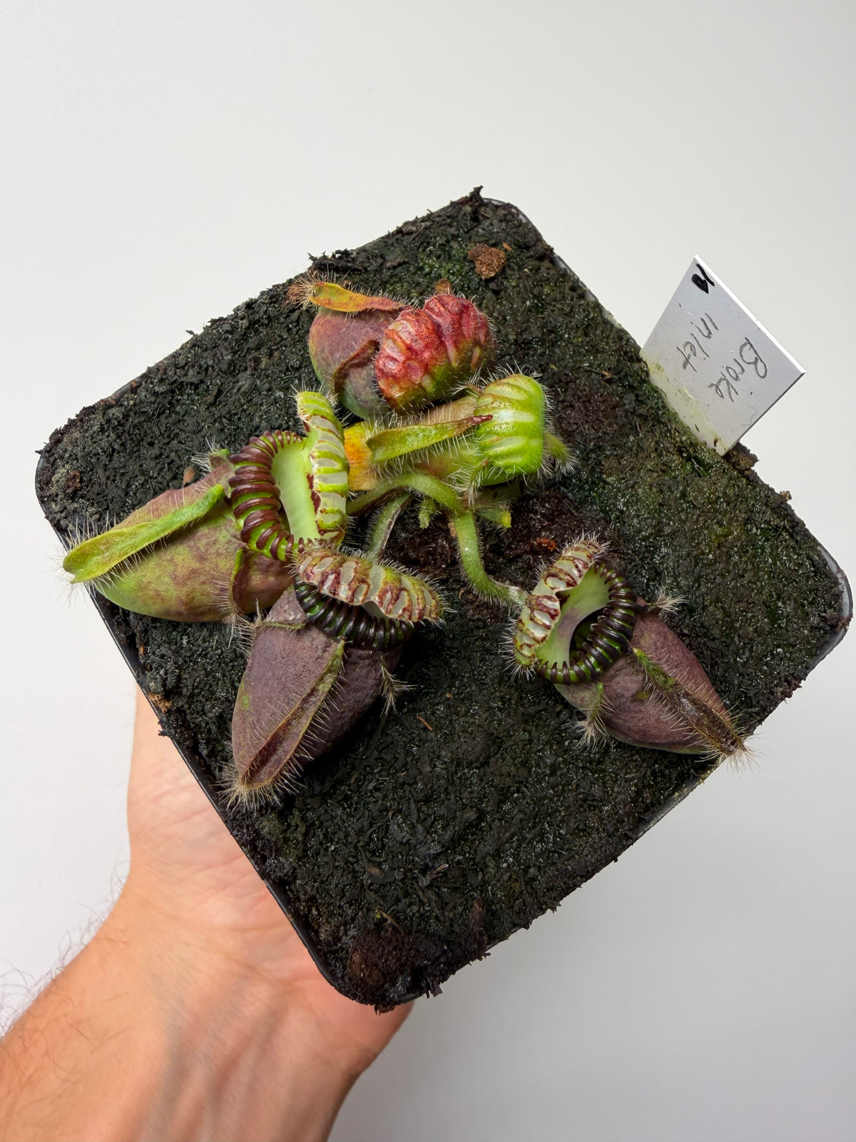 Cephalotus follicularis “Broke Inlet” #10