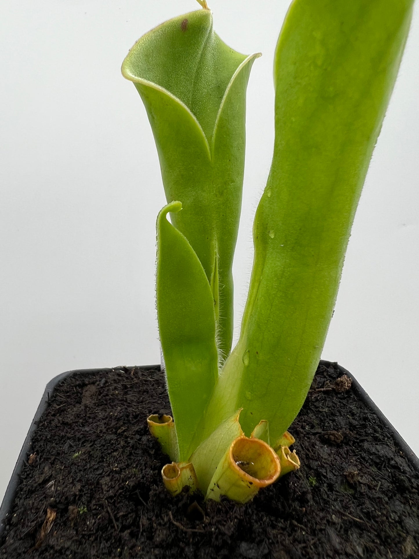 Heliamphora tatei (Cerro Duida)