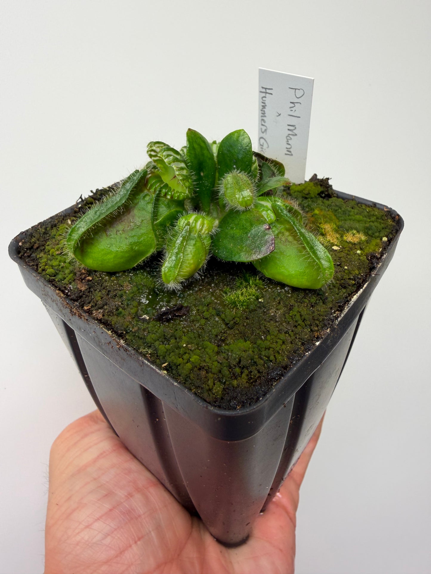 Cephalotus follicularis “Phil Mann” x “Hummers Giant”