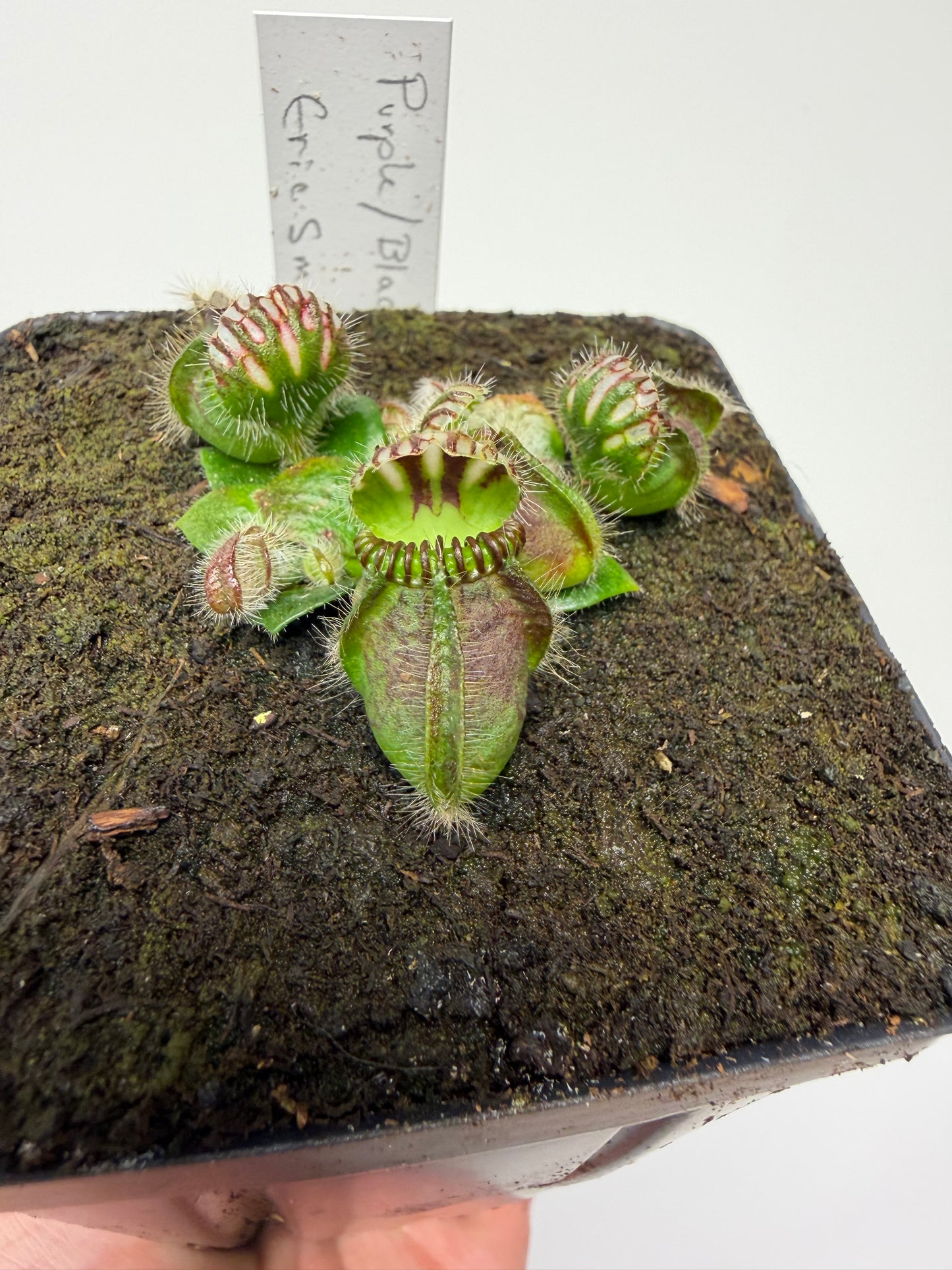 Cephalotus follicularis “Purple/Black” - Eric Smooth
