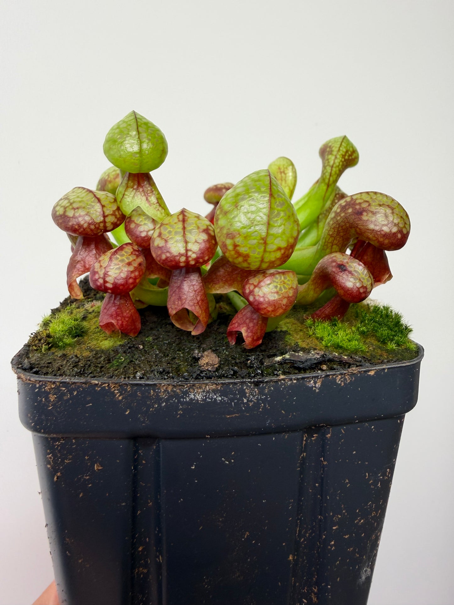 Darlingtonia californica (Cobra Pitcher Plant) - Seed Grown #214