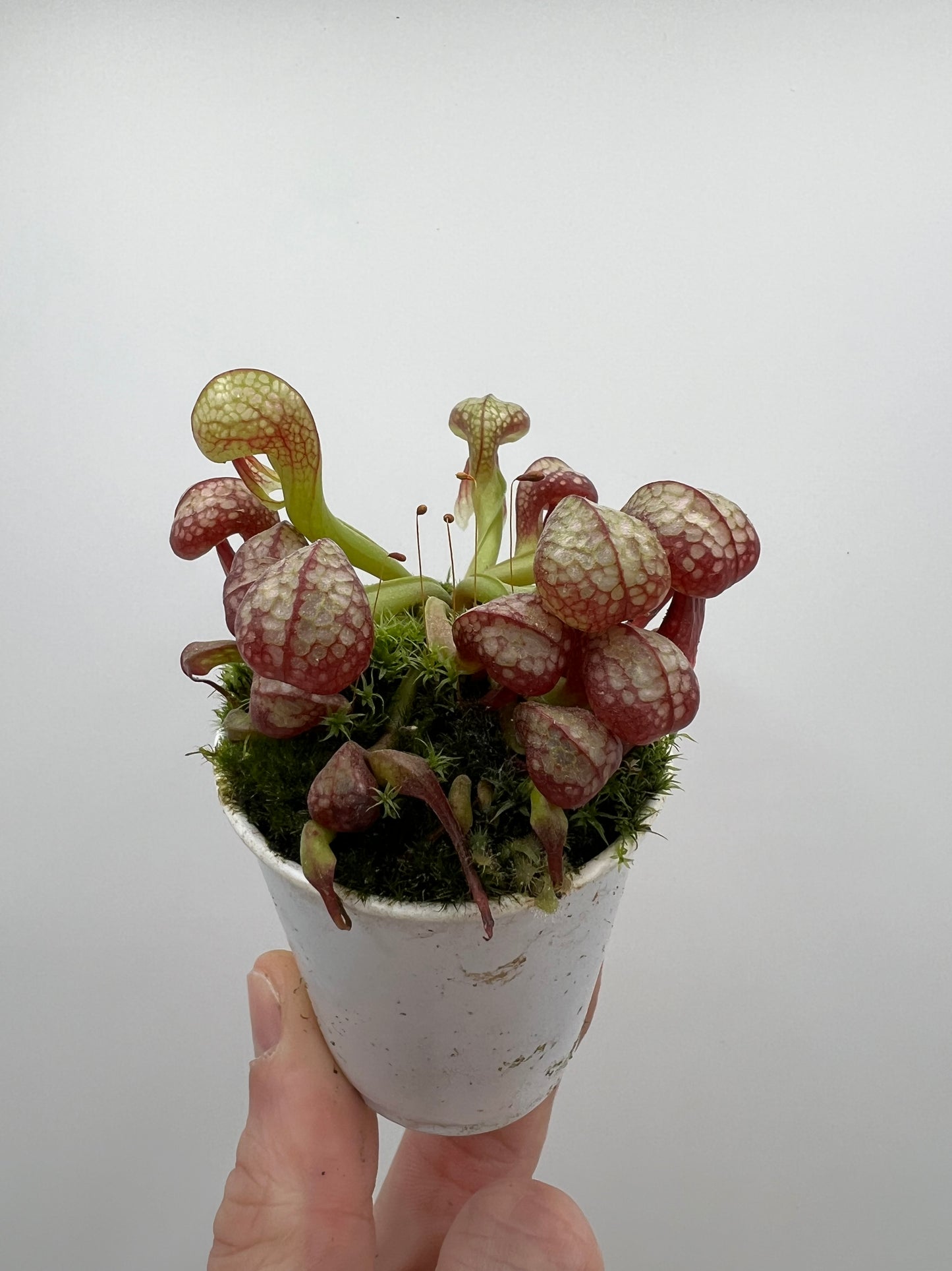 Darlingtonia californica (Cobra Pitcher Plant) - Seed Grown #145