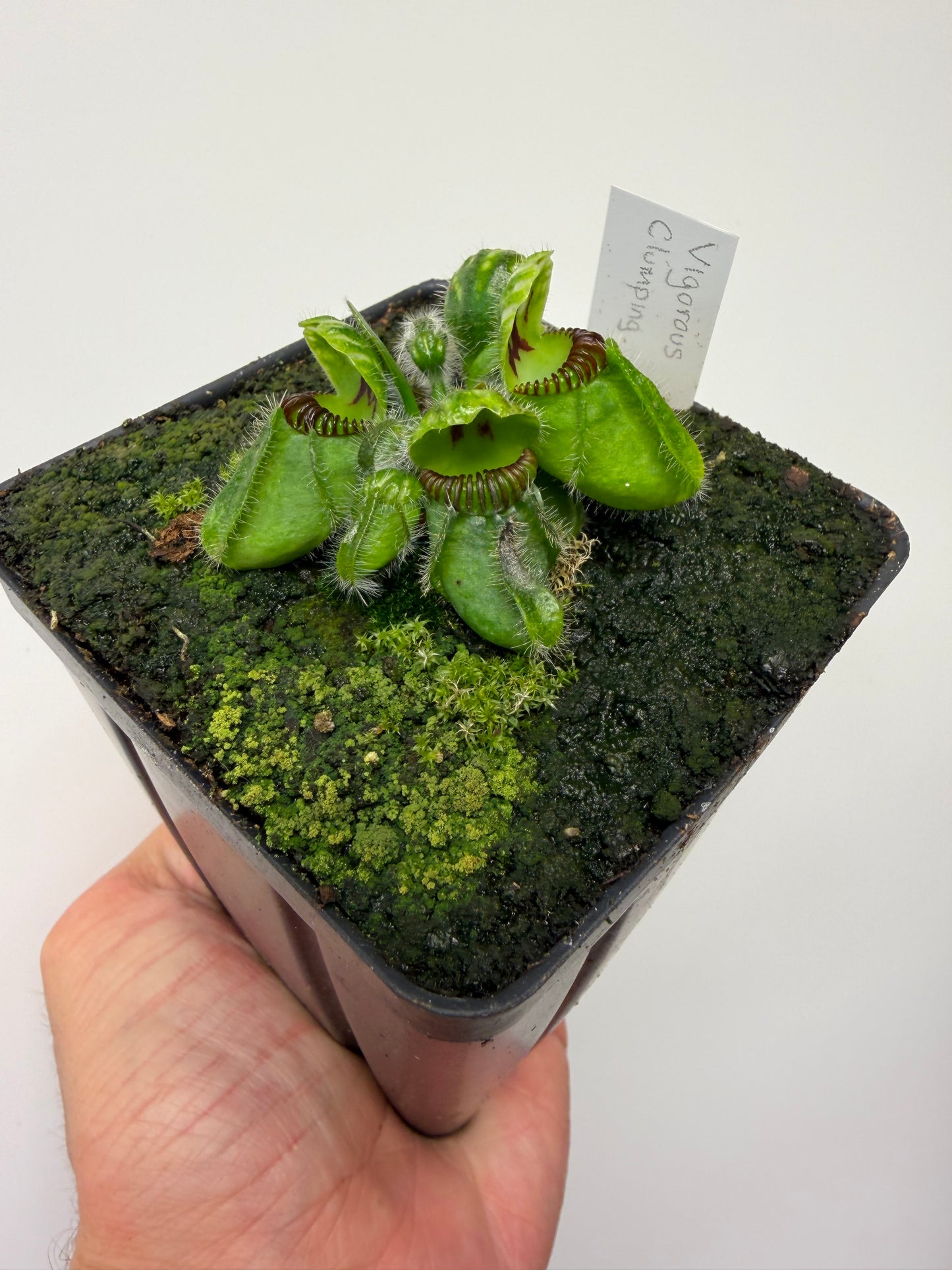 Cephalotus follicularis “Vigorous Clumping” - Stephen Morley