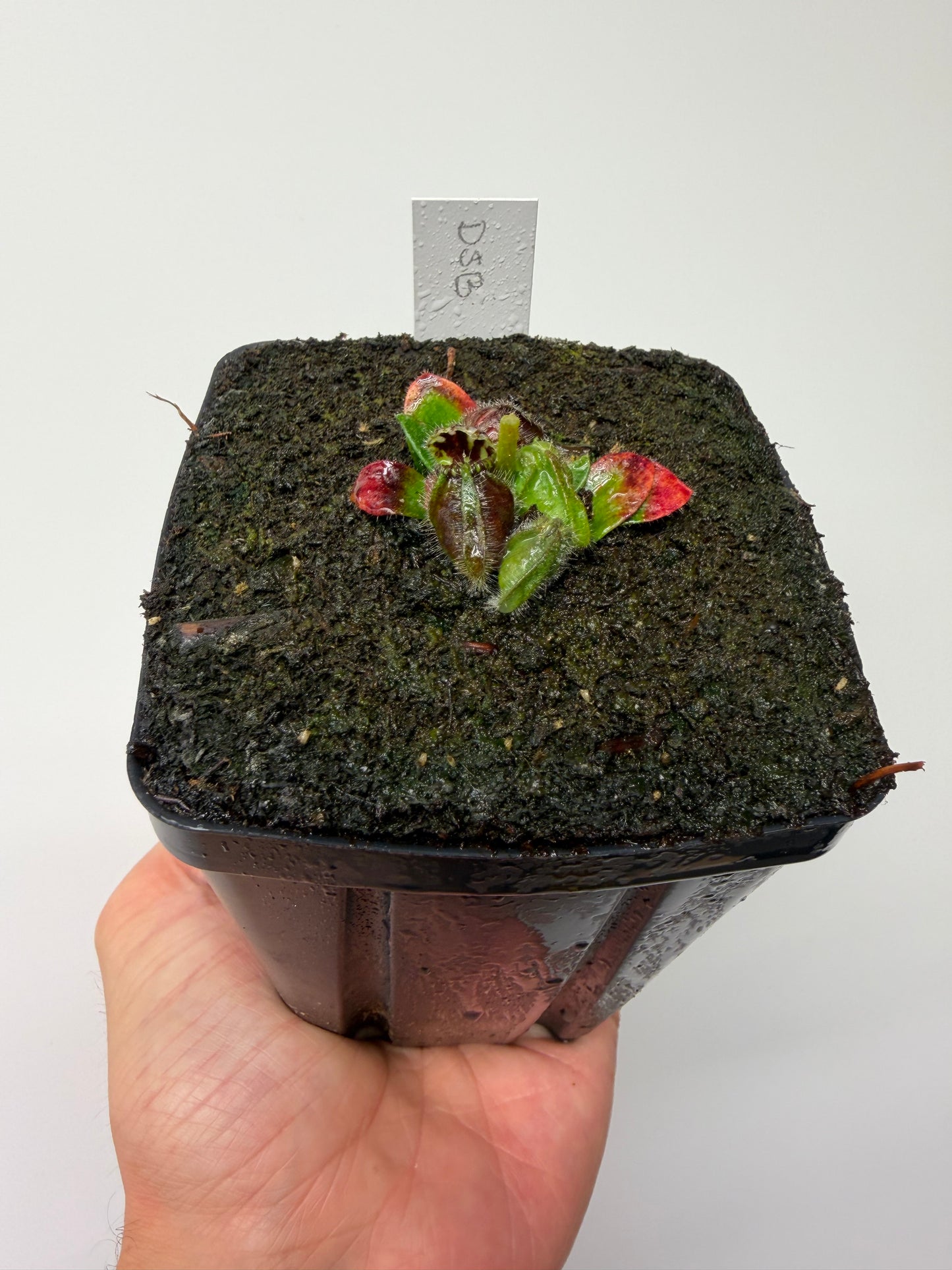 Cephalotus follicularis “David Švarc Black” - *Rare* (9)