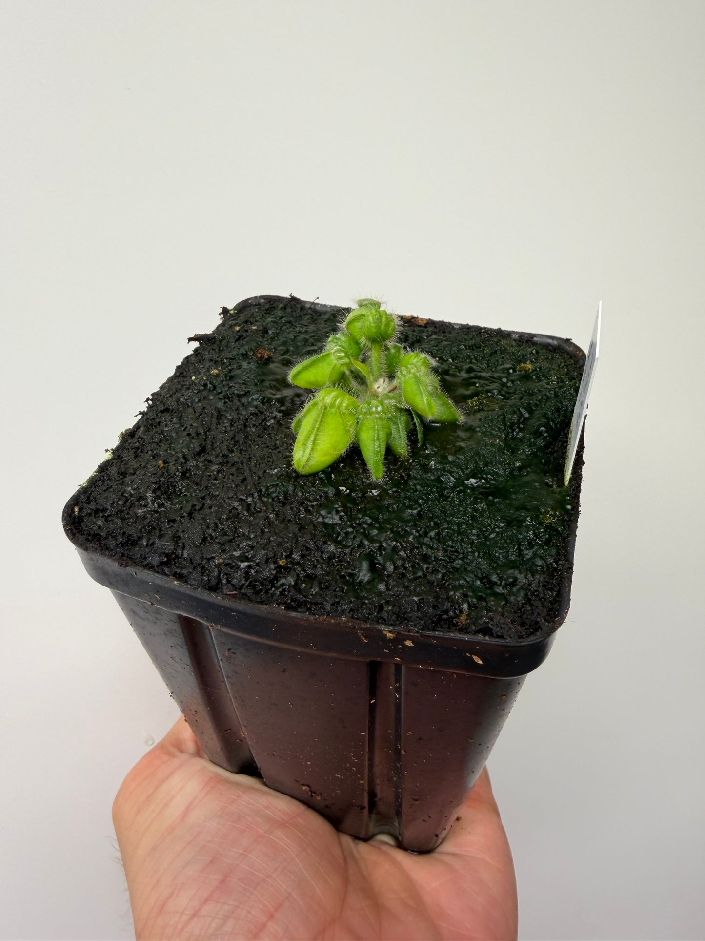 Cephalotus follicularis “Mighty Midget” - *Rare* (10)