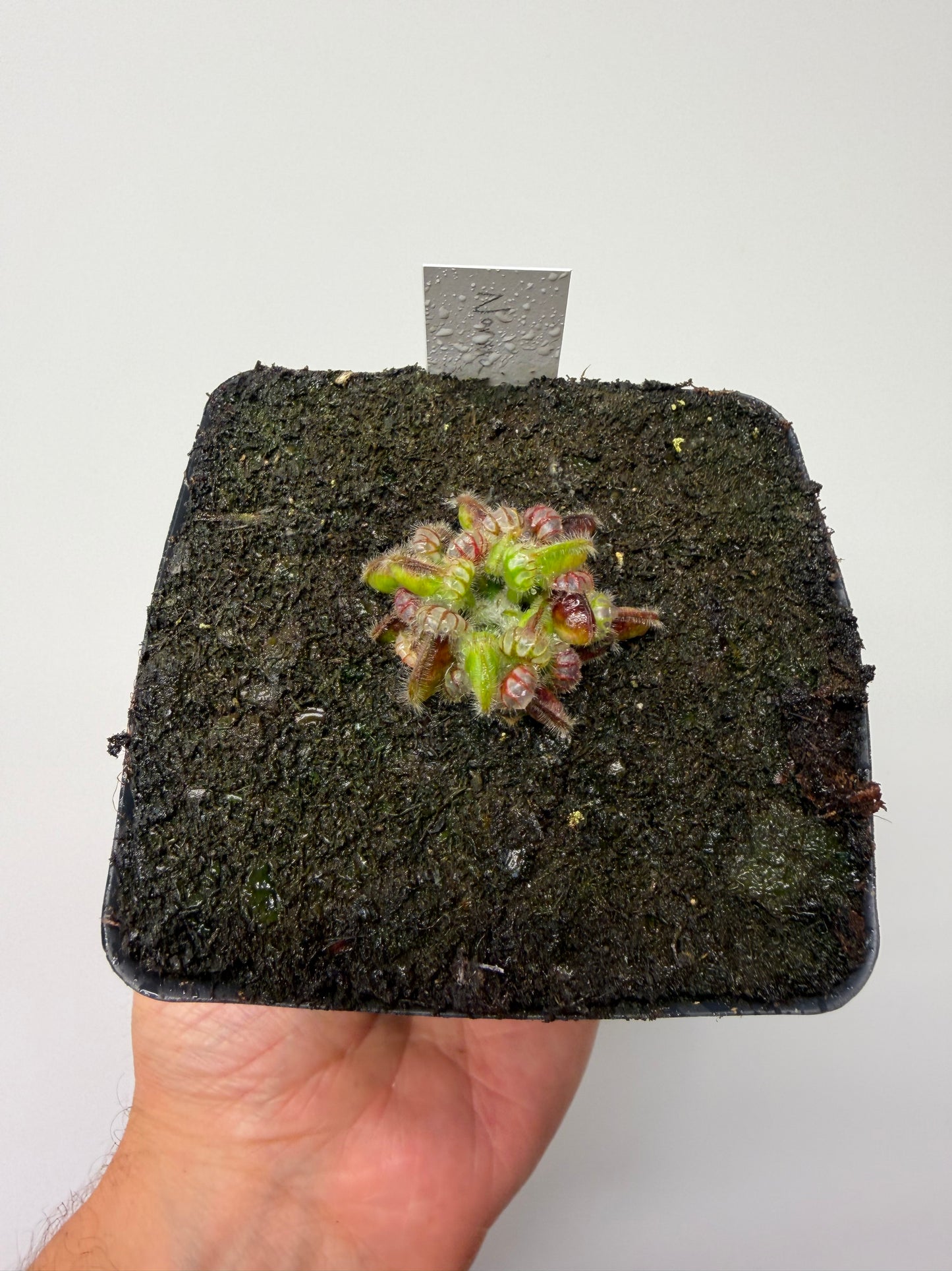 Cephalotus follicularis “Norma”