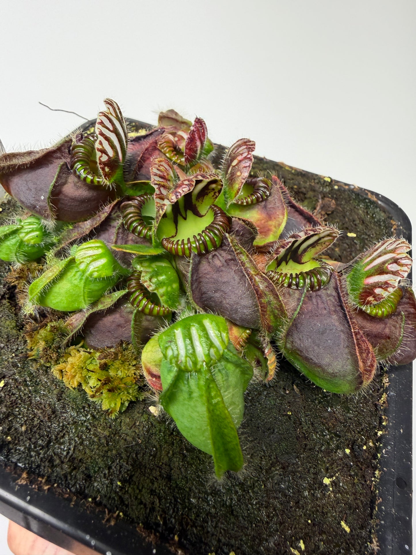 Cephalotus follicularis “Dr. Eberhard König” - 1 Gallon