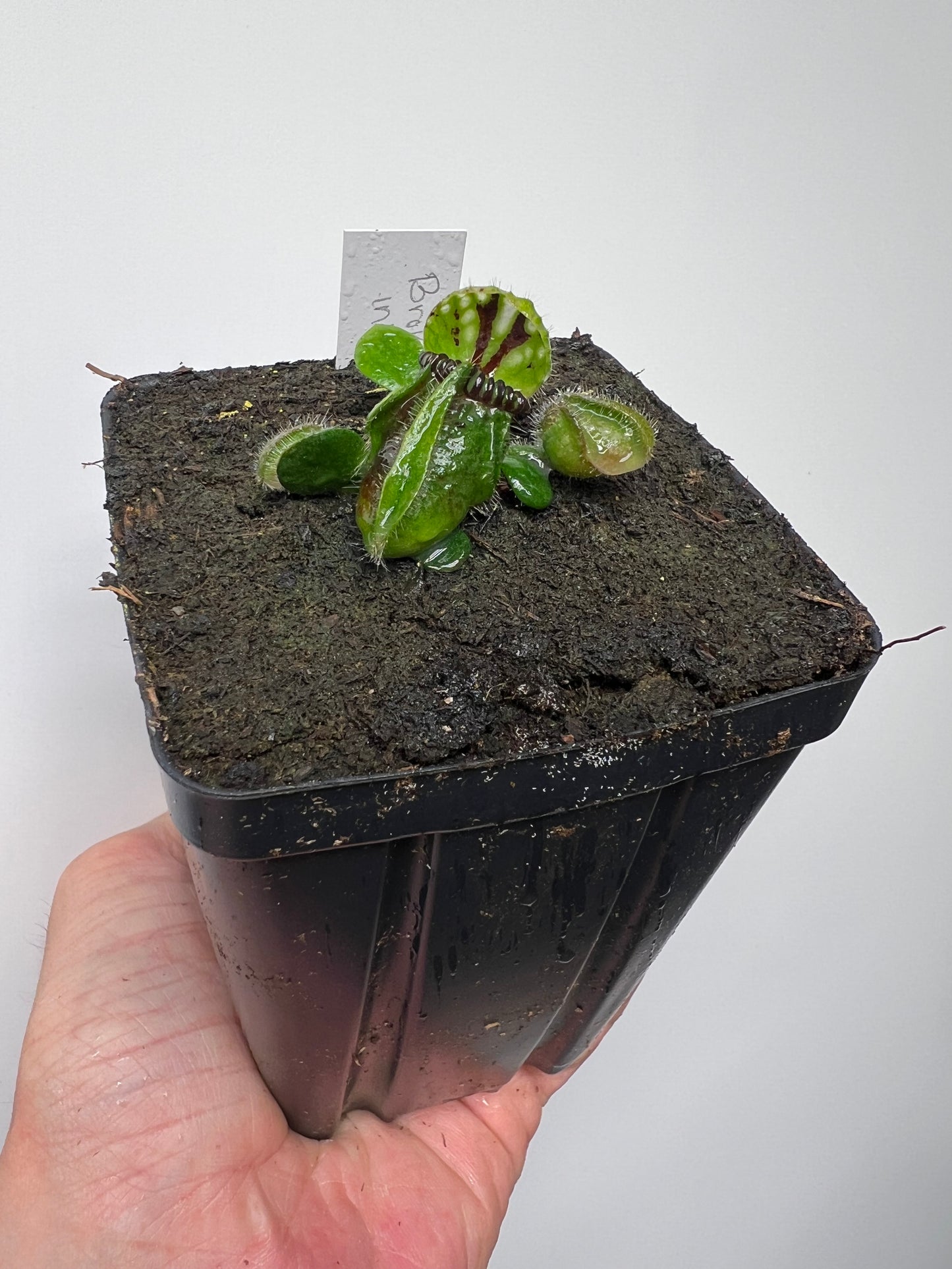 Cephalotus follicularis “Broke Inlet”