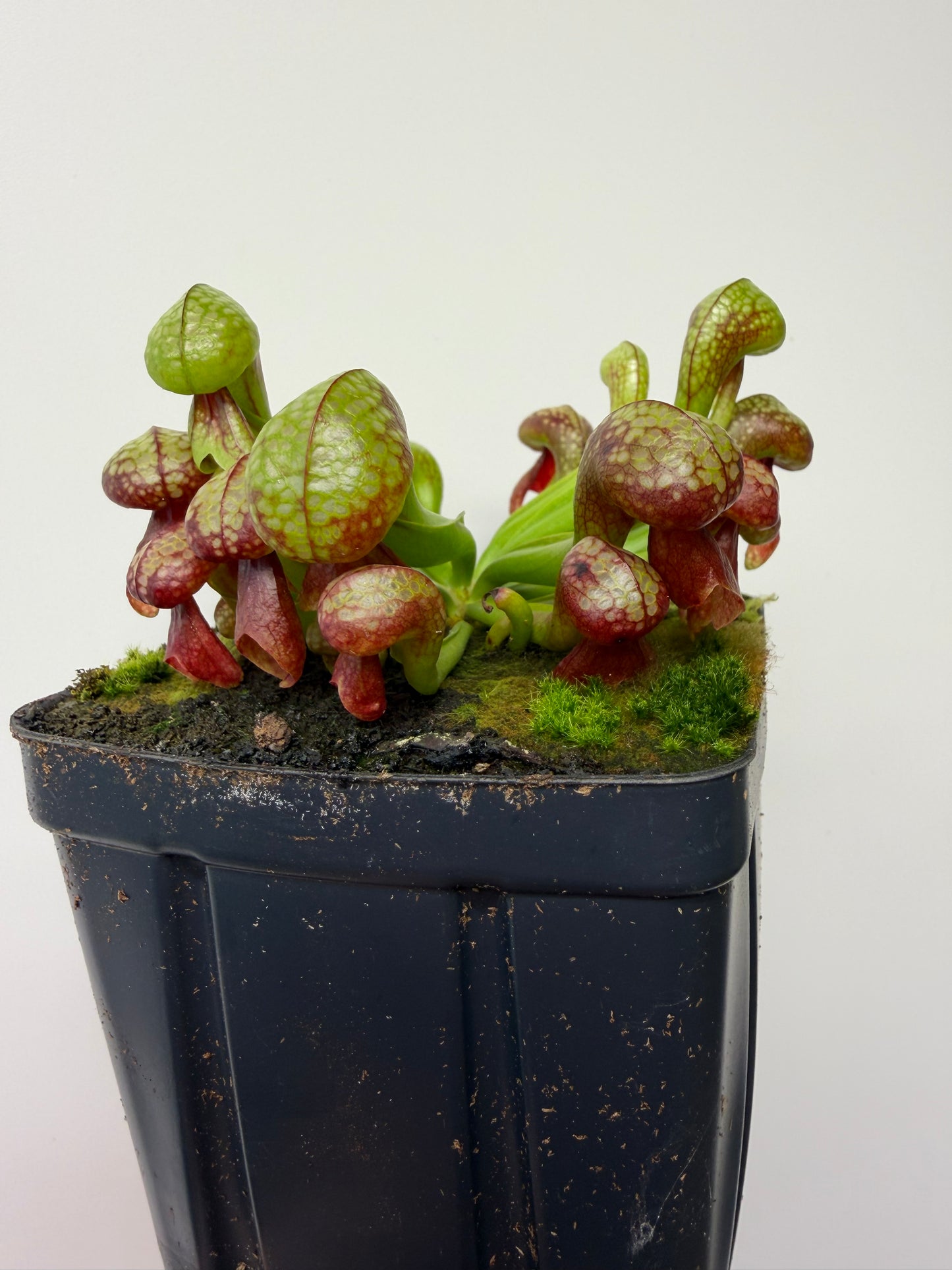 Darlingtonia californica (Cobra Pitcher Plant) - Seed Grown #214