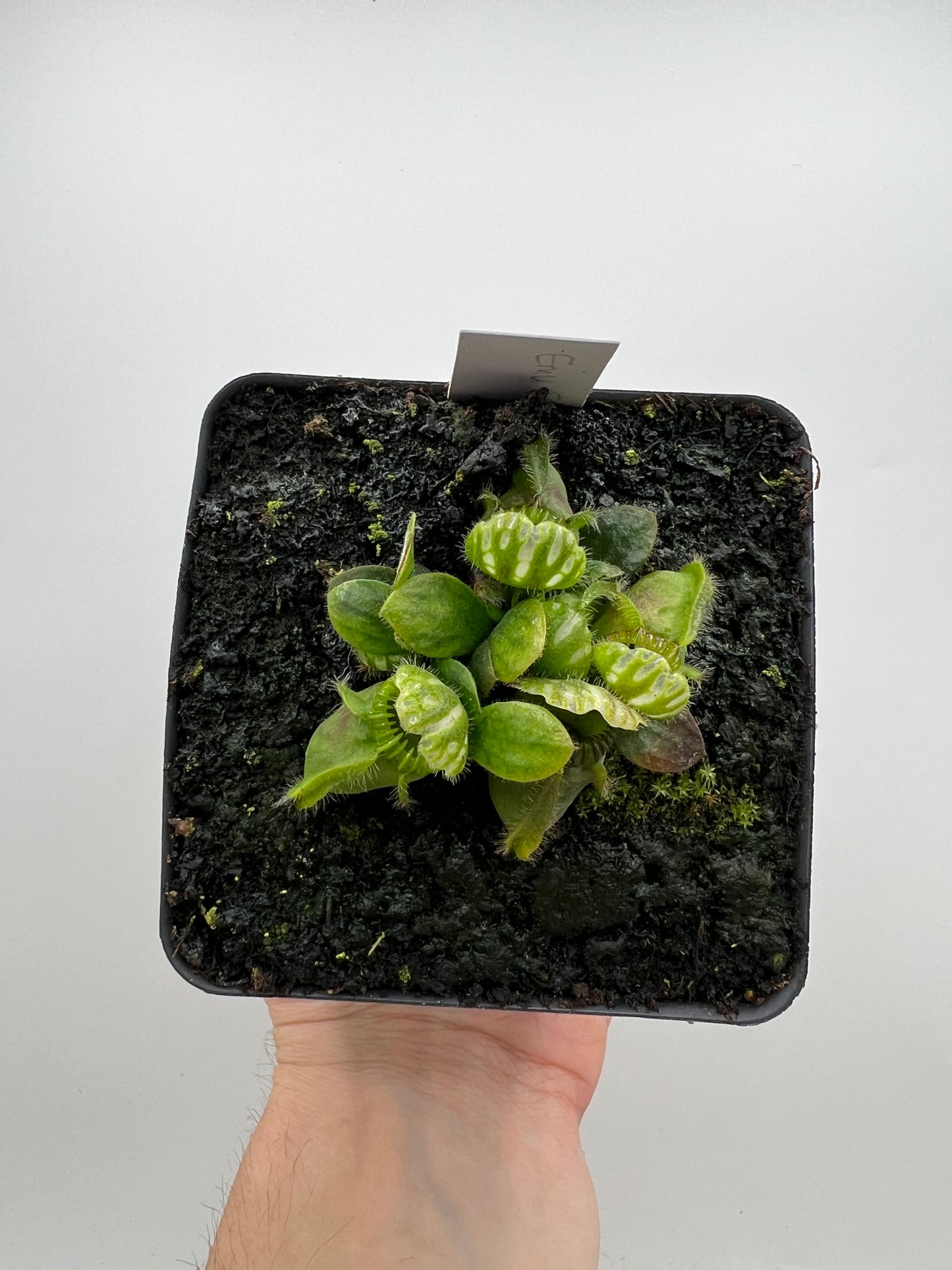 Cephalotus follicularis “Emu Pointe”