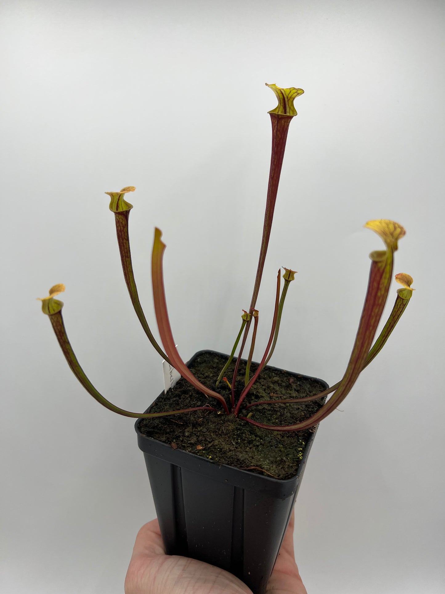 Sarracenia flava var. rubricorpora (Liberty Co, FL) - Seed Grown