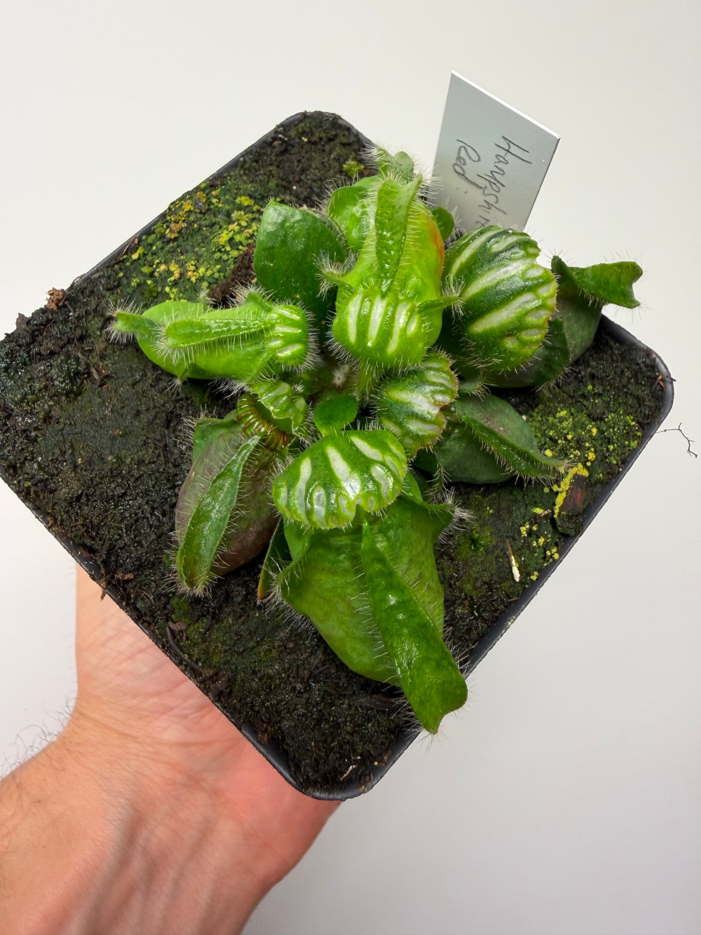 Cephalotus follicularis “Hampshire Red”