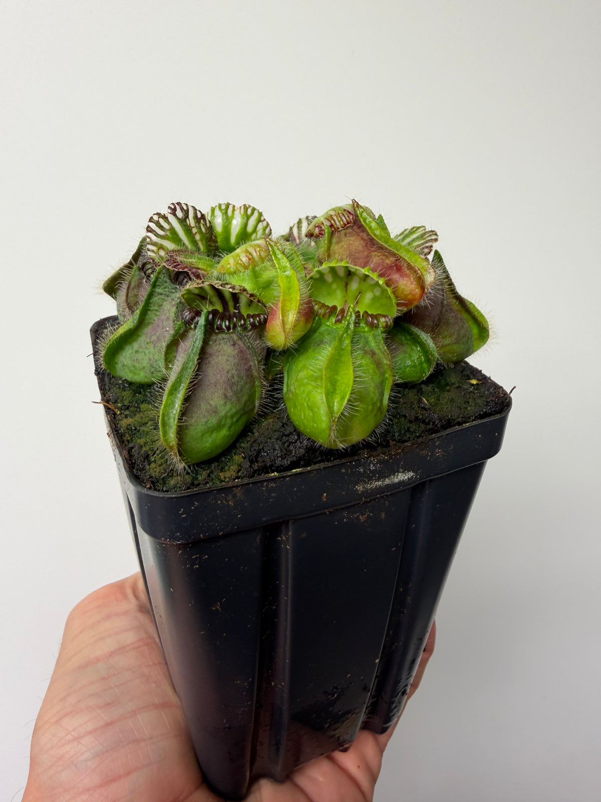 Cephalotus follicularis “Broke Inlet” #13