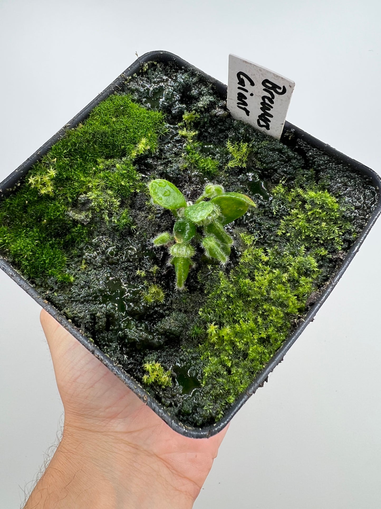 Cephalotus follicularis “Brewers Giant”