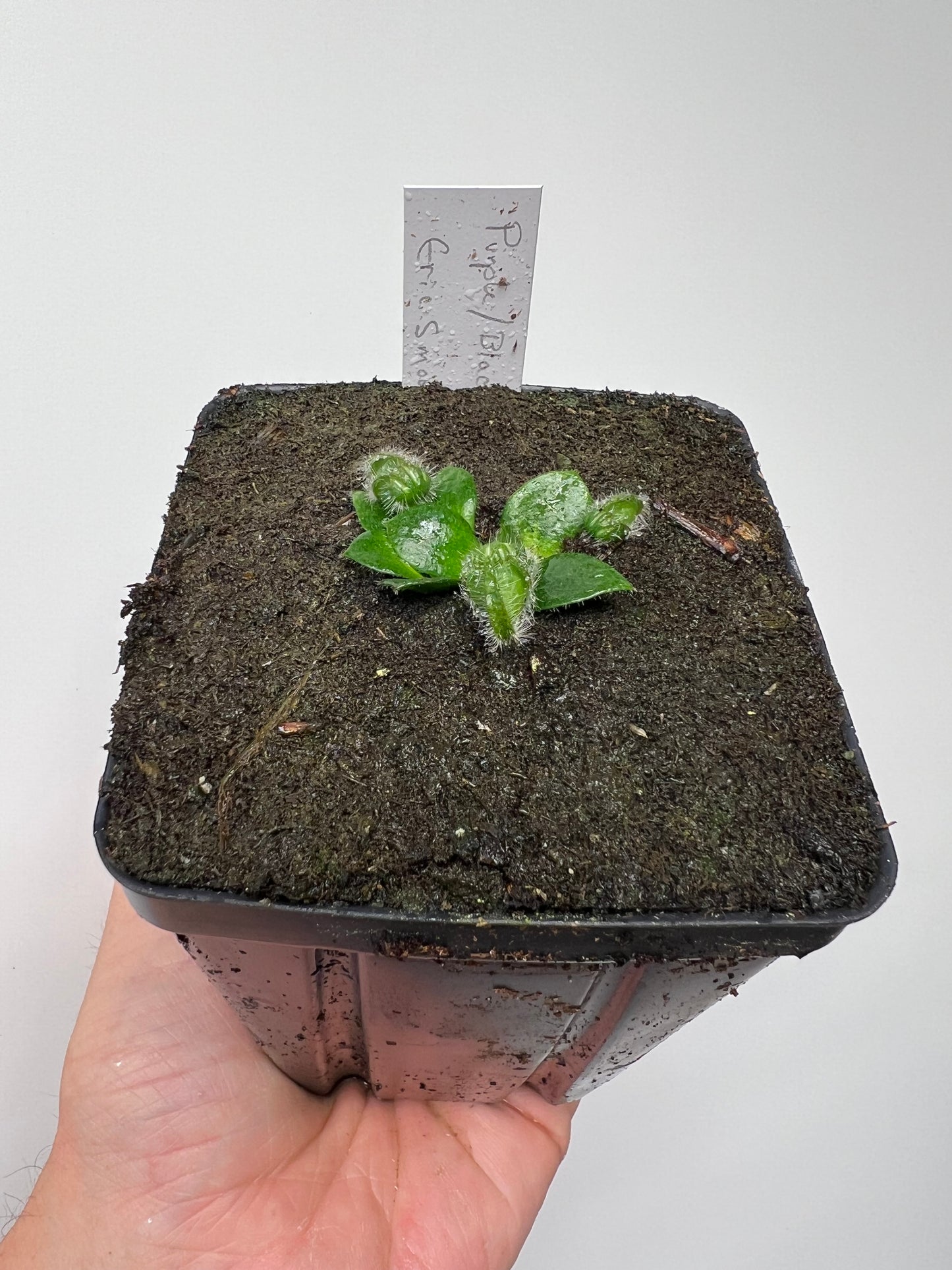 Cephalotus follicularis “Purple/Black” - Eric Smooth
