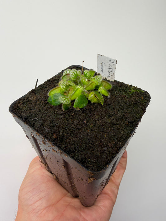 Cephalotus follicularis “Diflora giant” - *Rare*