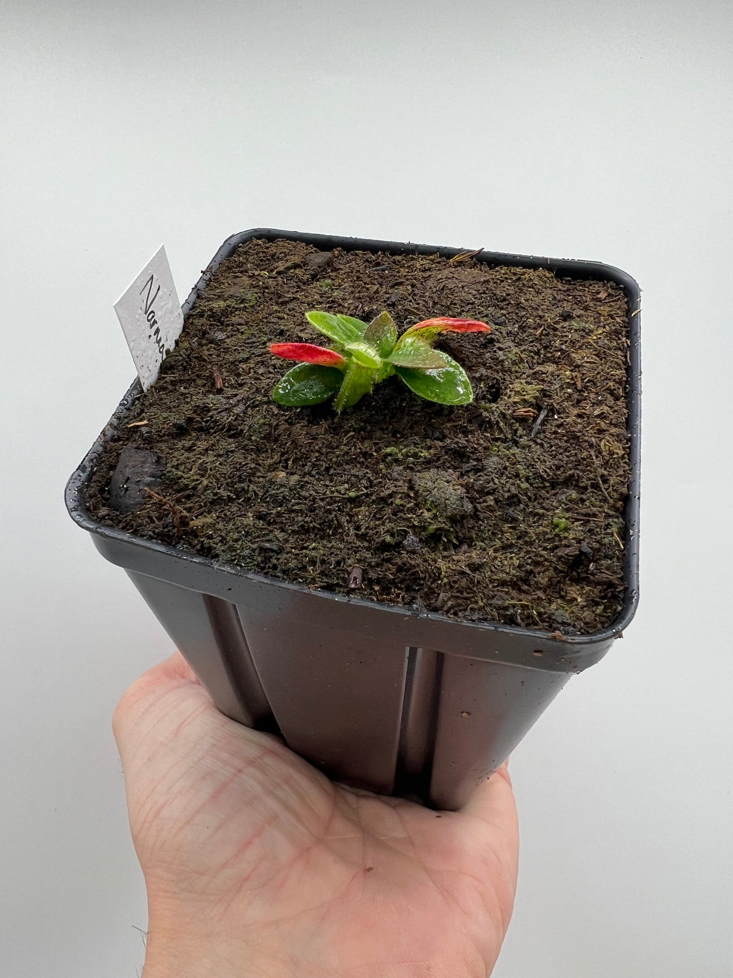 Cephalotus follicularis “Norma”