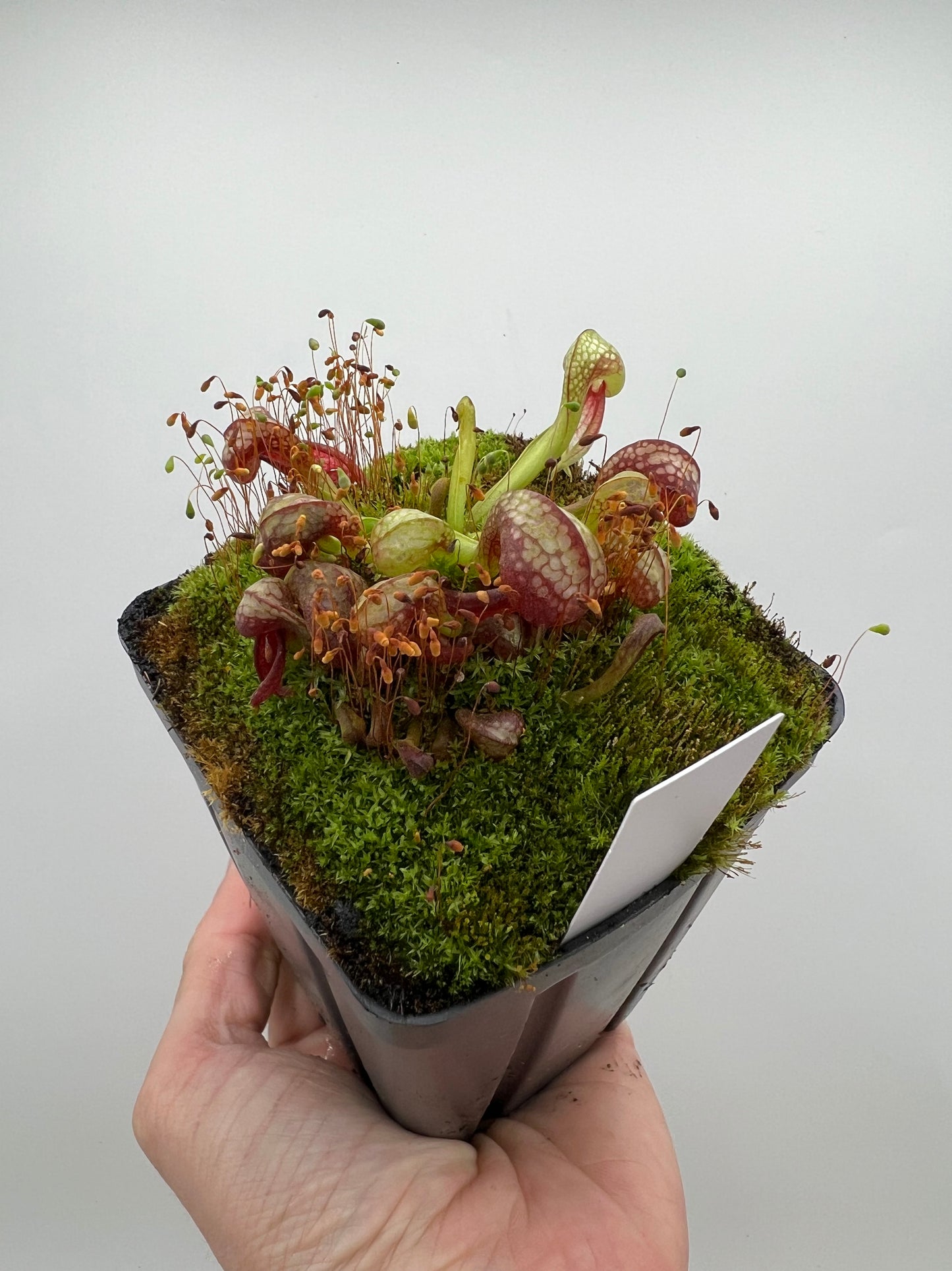 Darlingtonia californica (Cobra Pitcher Plant) - Seed Grown #158