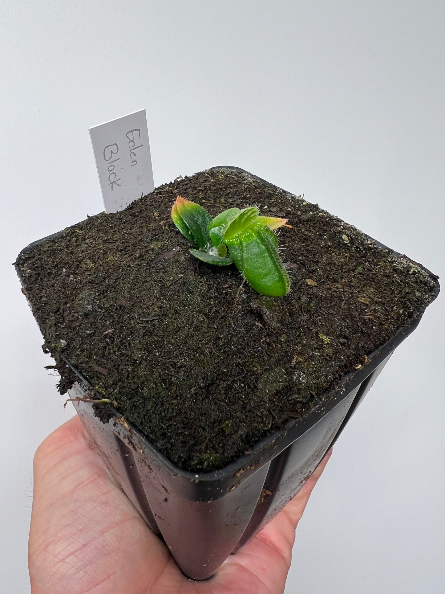 Cephalotus follicularis ‘Eden Black’ - *Rare* (small)
