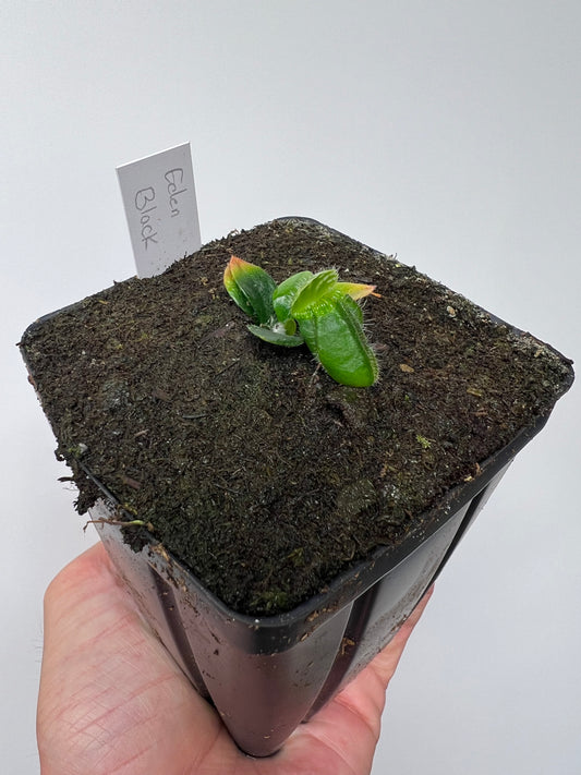 Cephalotus follicularis ‘Eden Black’ - *Rare* (small)