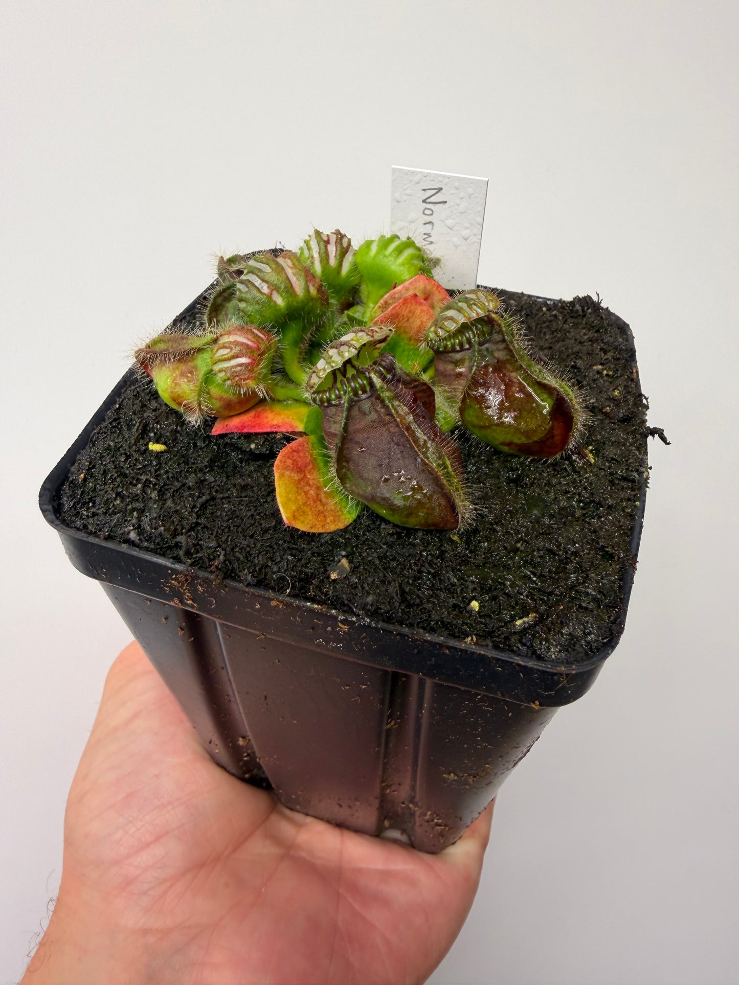 Cephalotus follicularis “Norma”