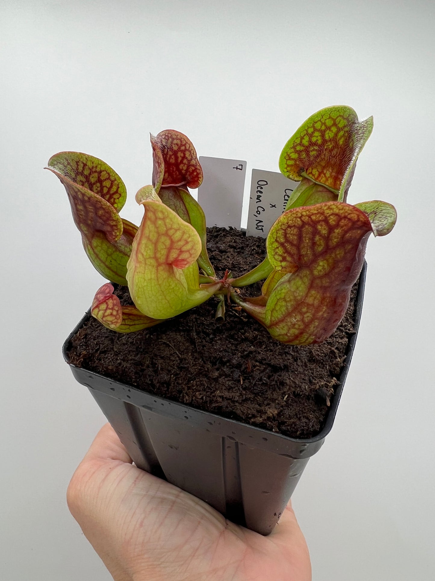 Sarracenia purpurea ssp. purpurea (Centre Co, PA) x (Ocean Co, NJ) - Seed Grown #7