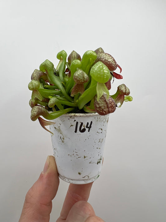 Darlingtonia californica (Cobra Pitcher Plant) - Seed Grown #164