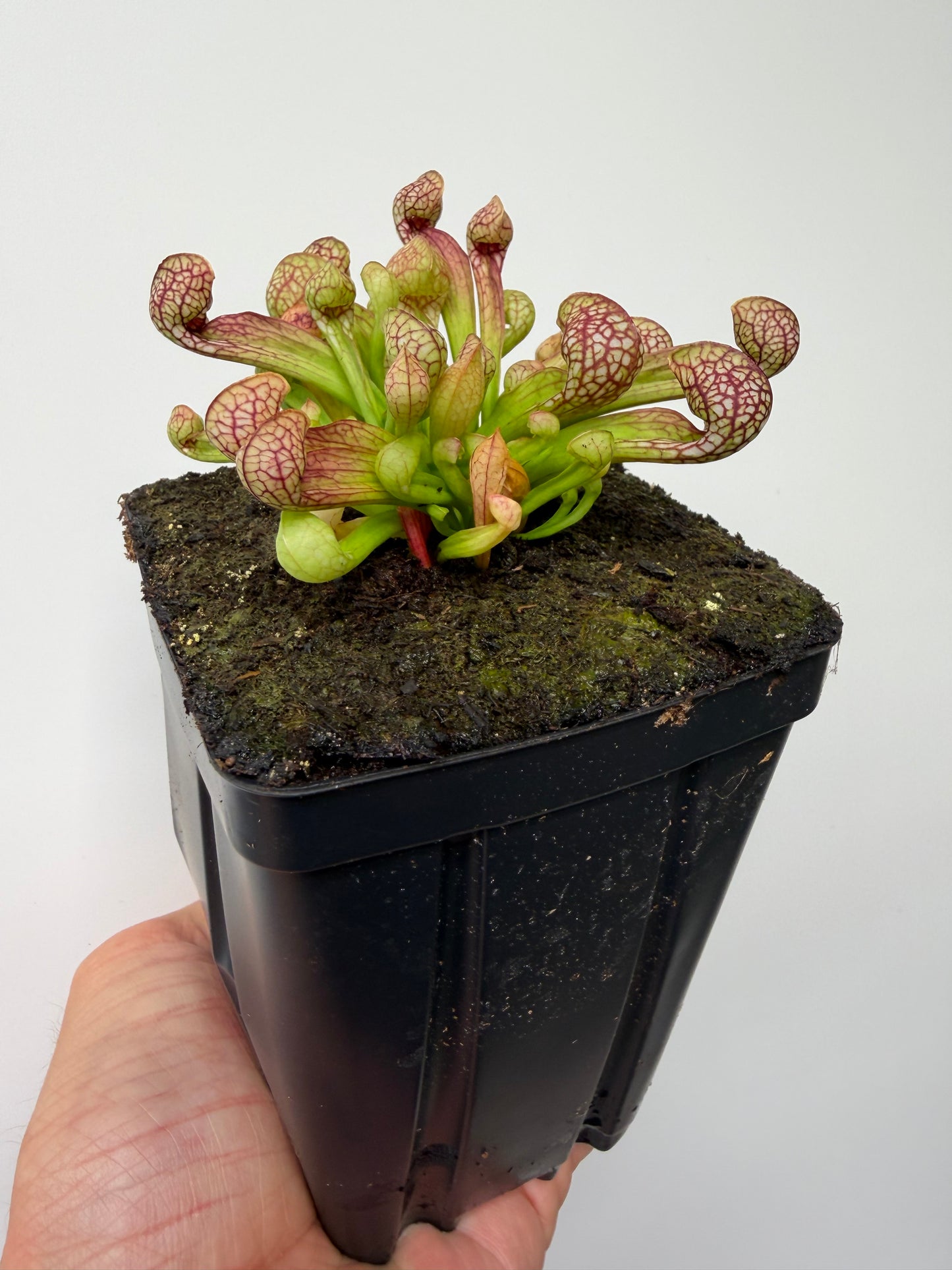 Sarracenia psittacina - “Turkey Hen Creek” - Seed Grown (4)