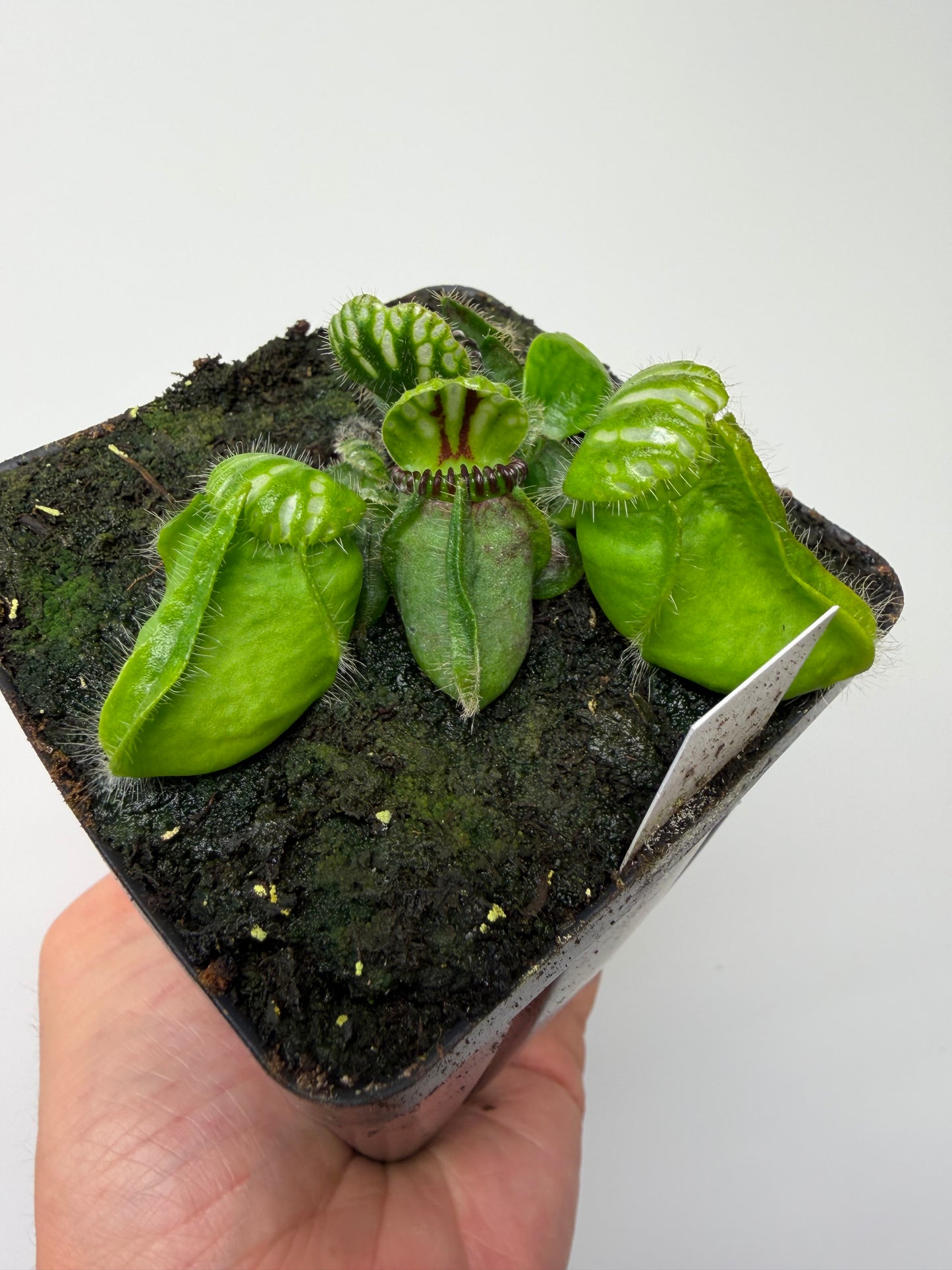 Cephalotus follicularis “Broke Inlet” (11)