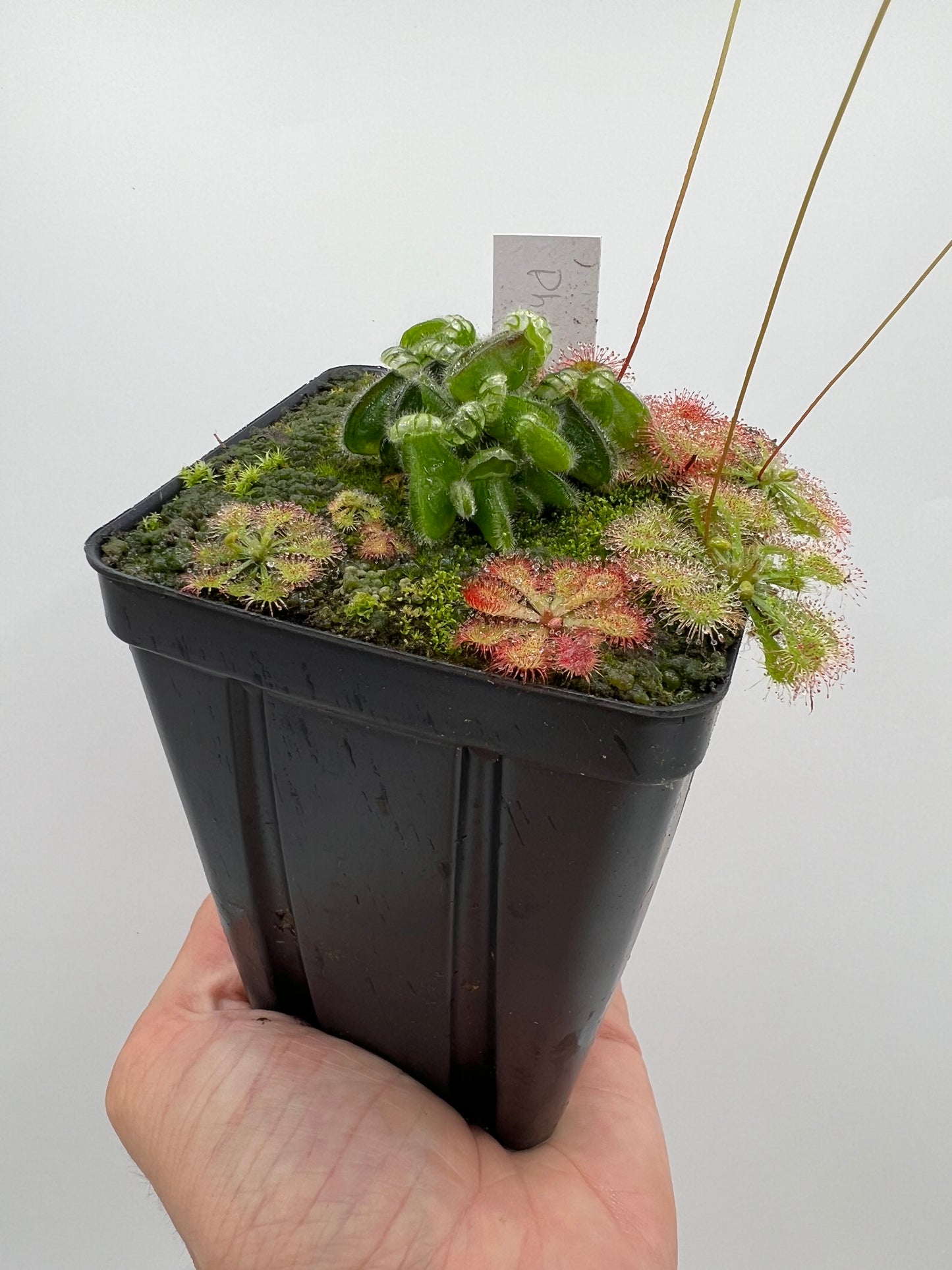 Cephalotus follicularis “Phil Mann” x “Hummers Giant”